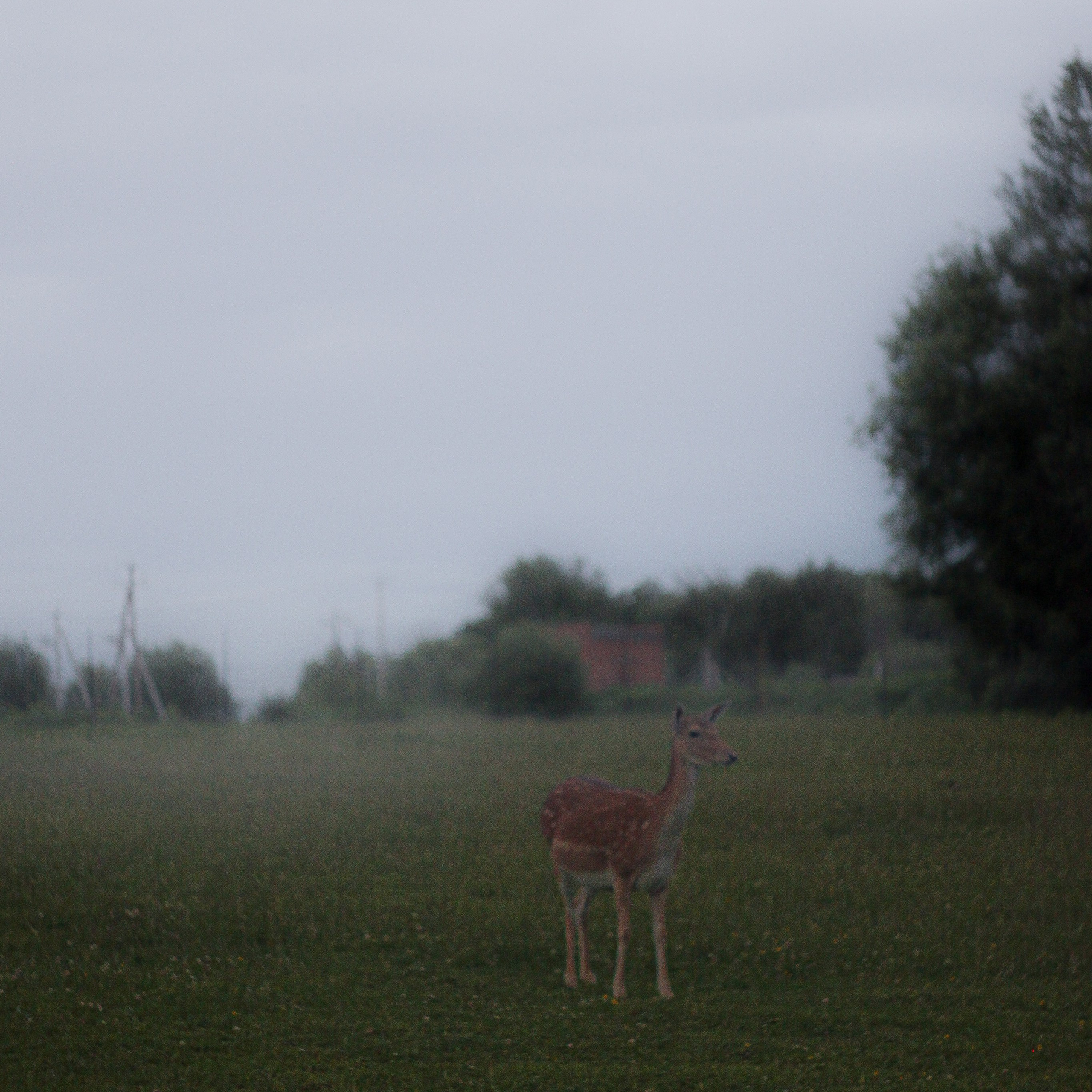 Эти волосы взял я у ржи