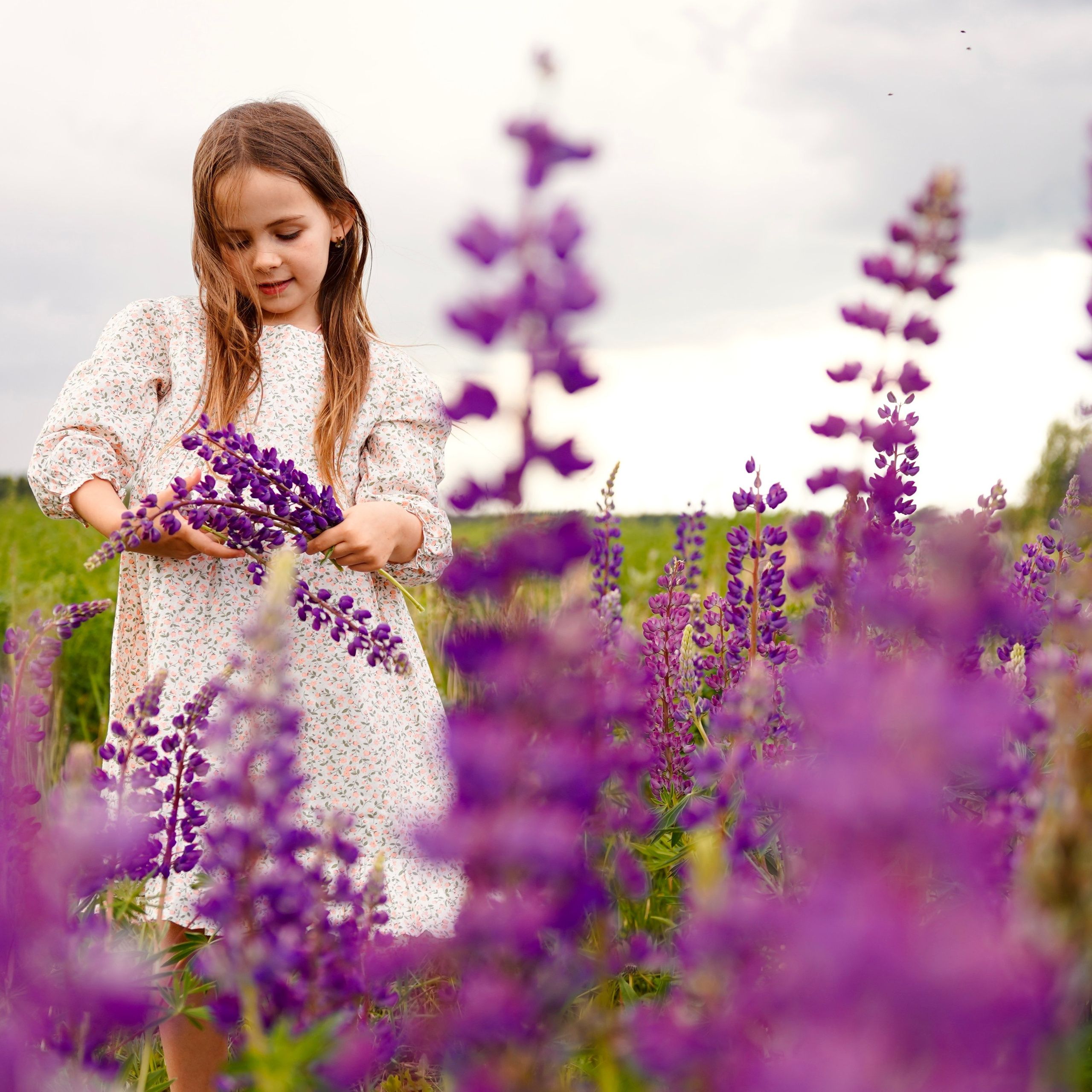 Когда цветут люпины