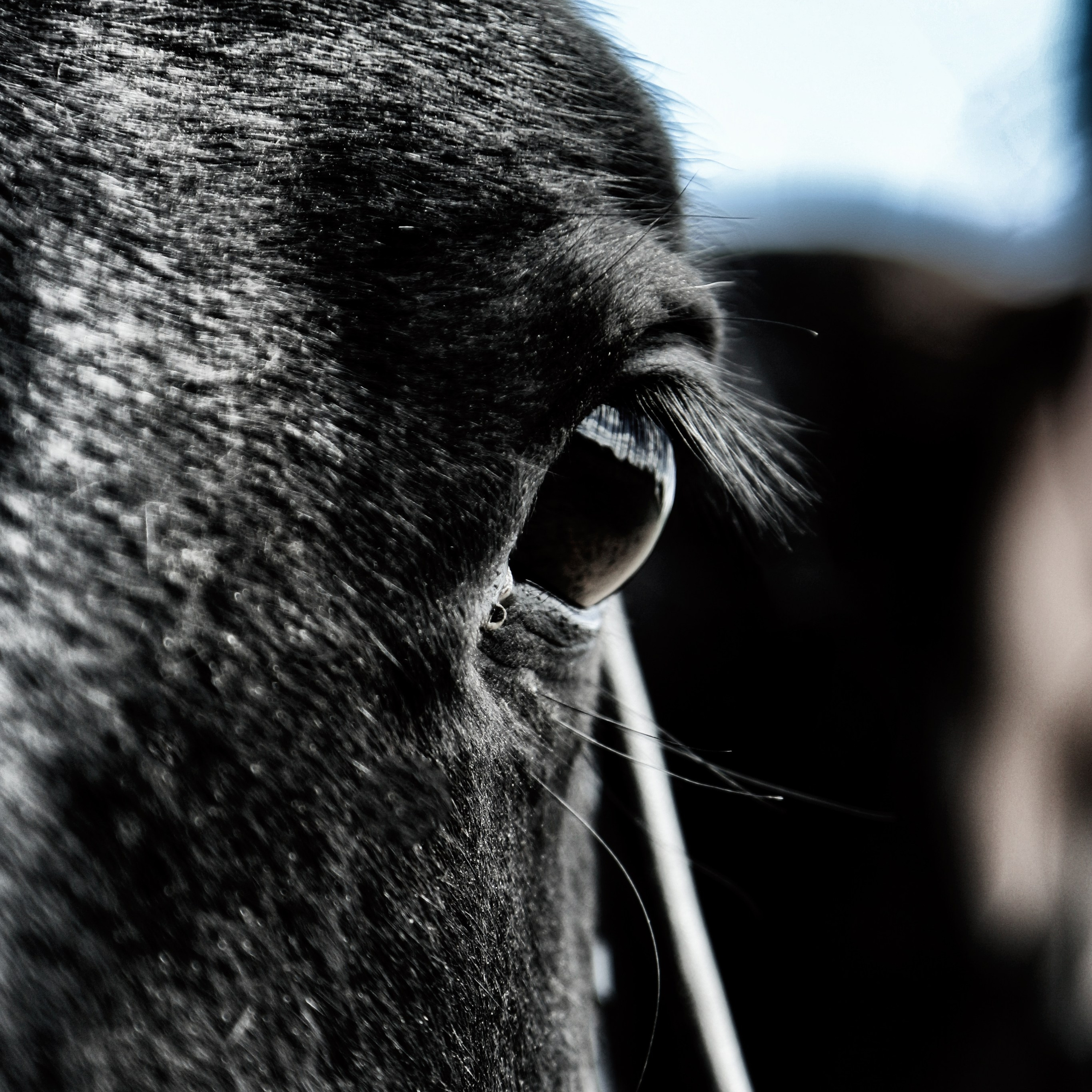 Лошади «Каскад» и «Брилиант». Алиса Томшина — Фотограф