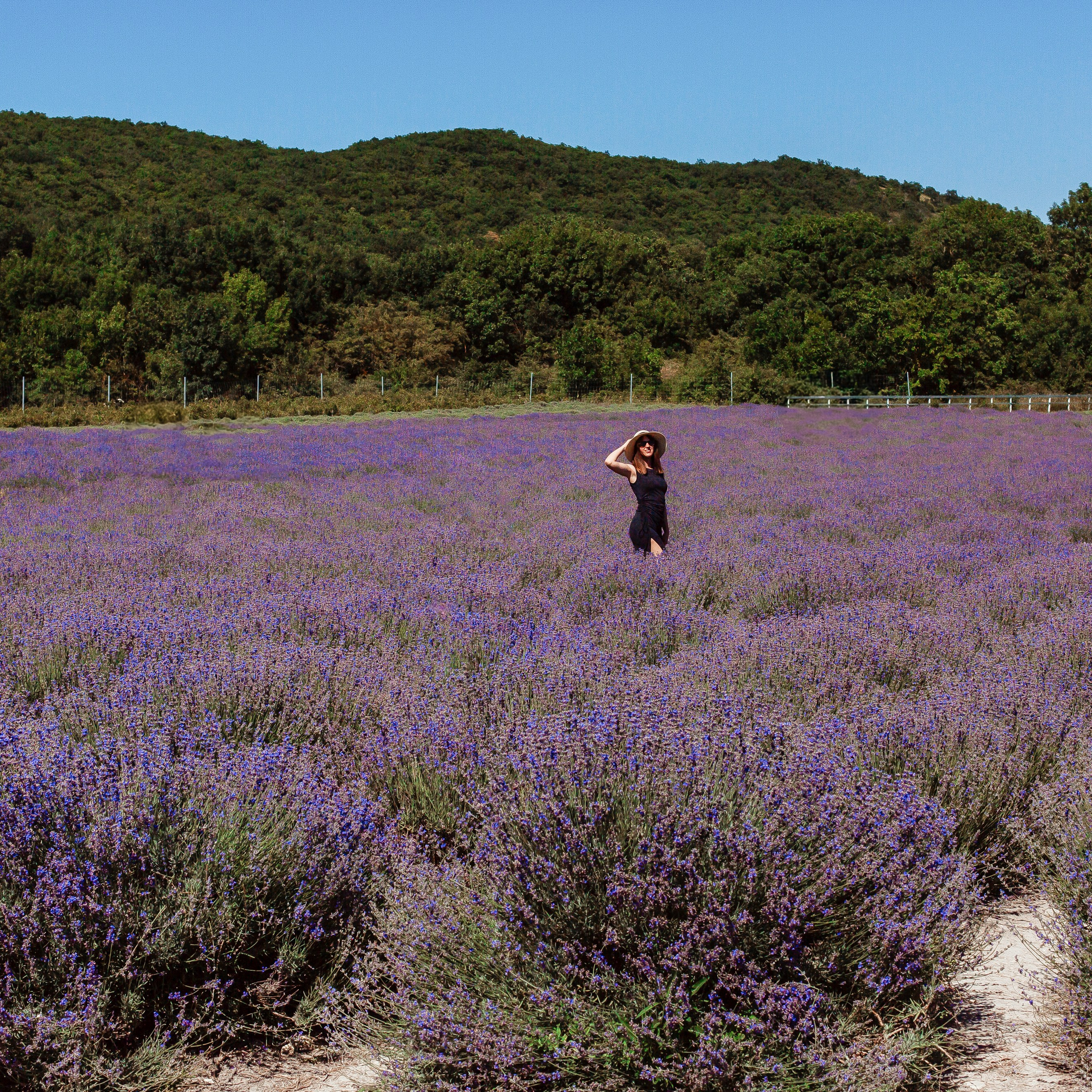 Лавандовые поля