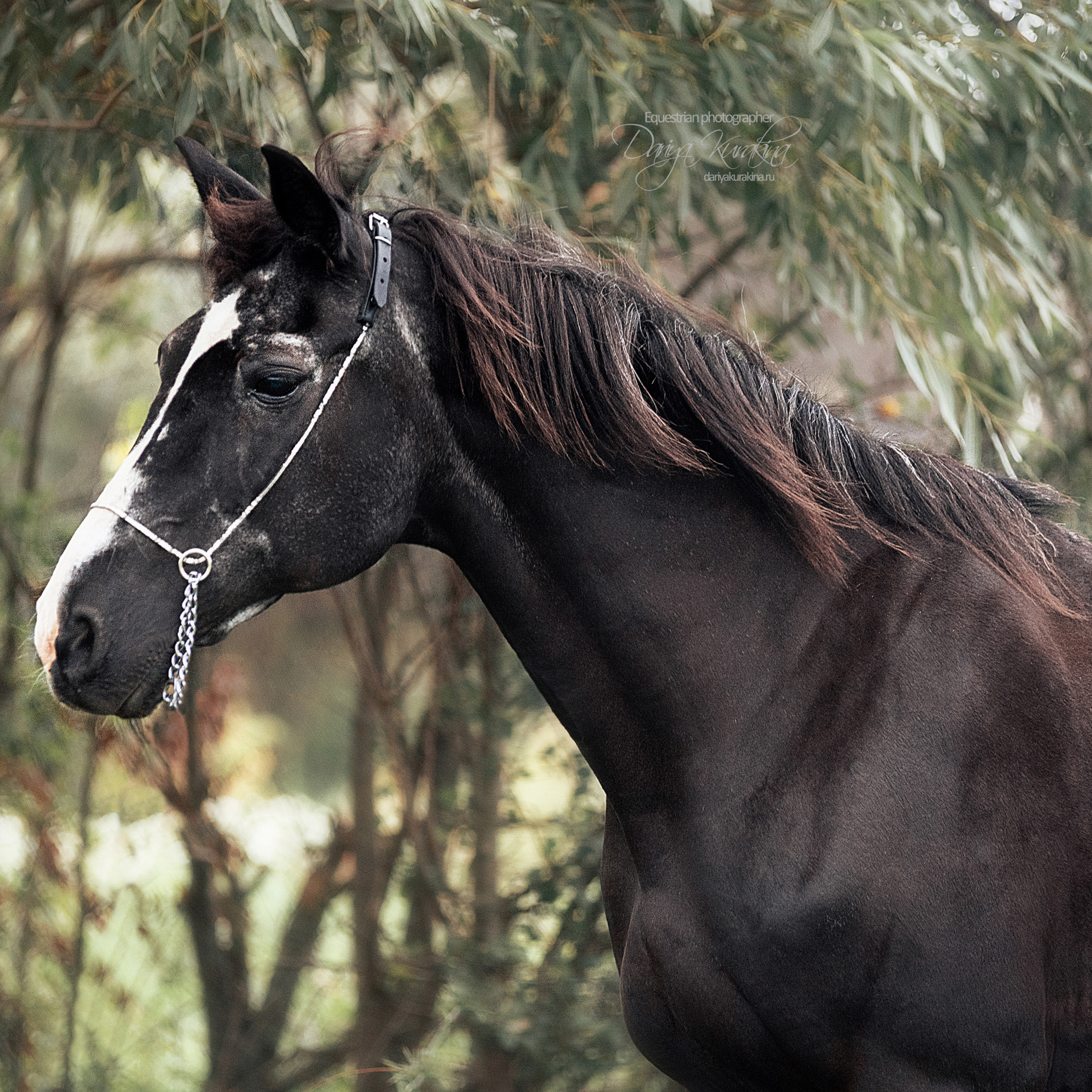 Дед Нарцисс