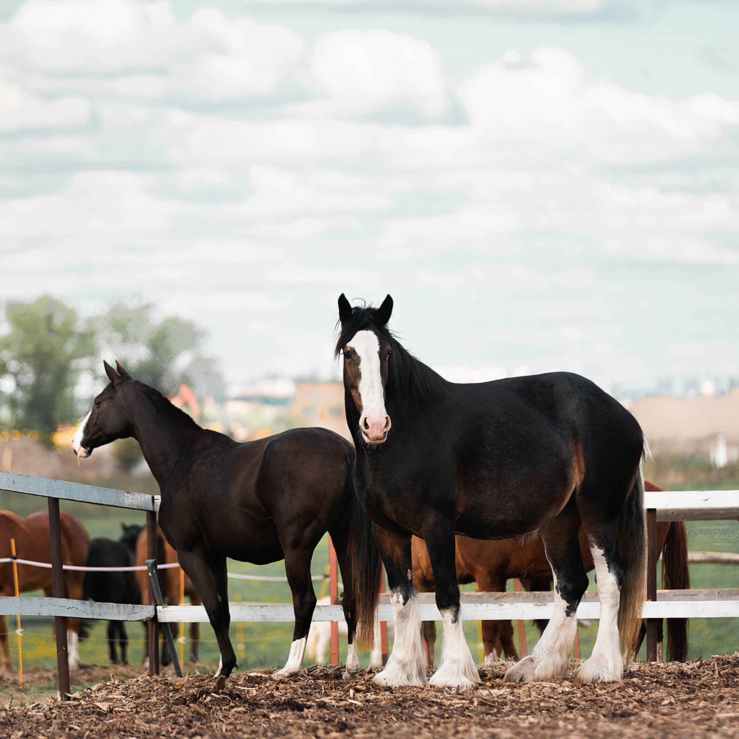 Кунарух и Рапунцель