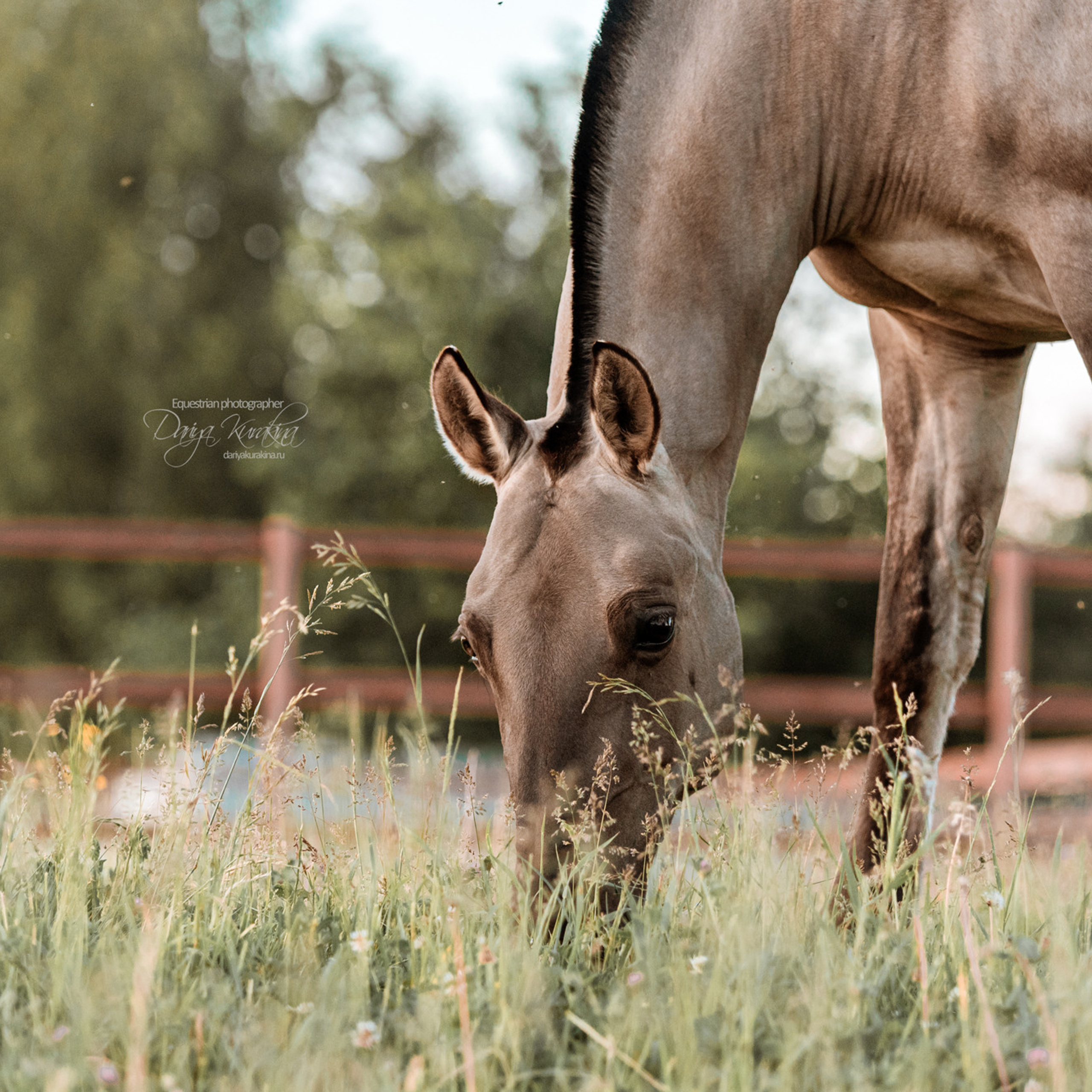 Содержанка SedlaMsk