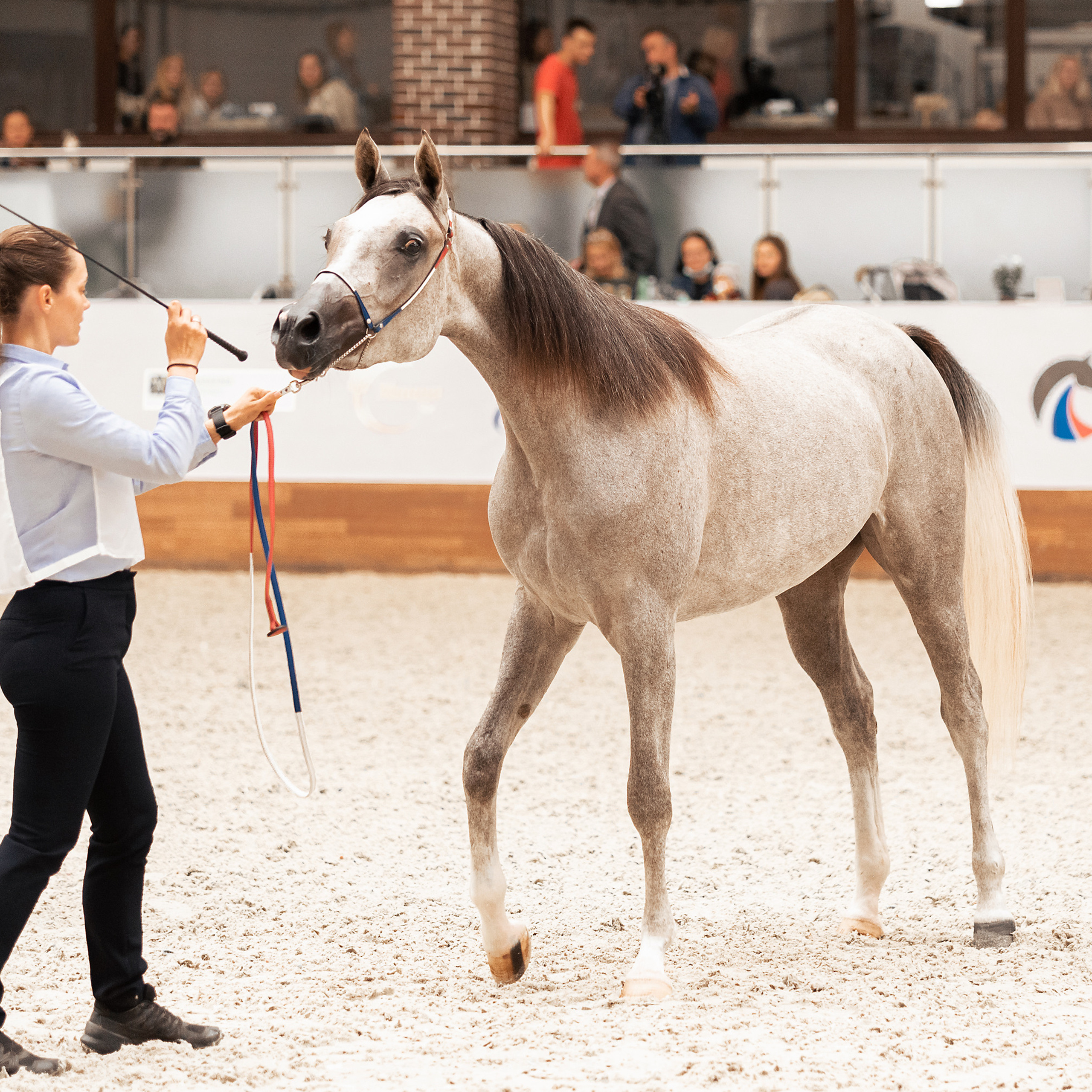 Конная Россия 2021