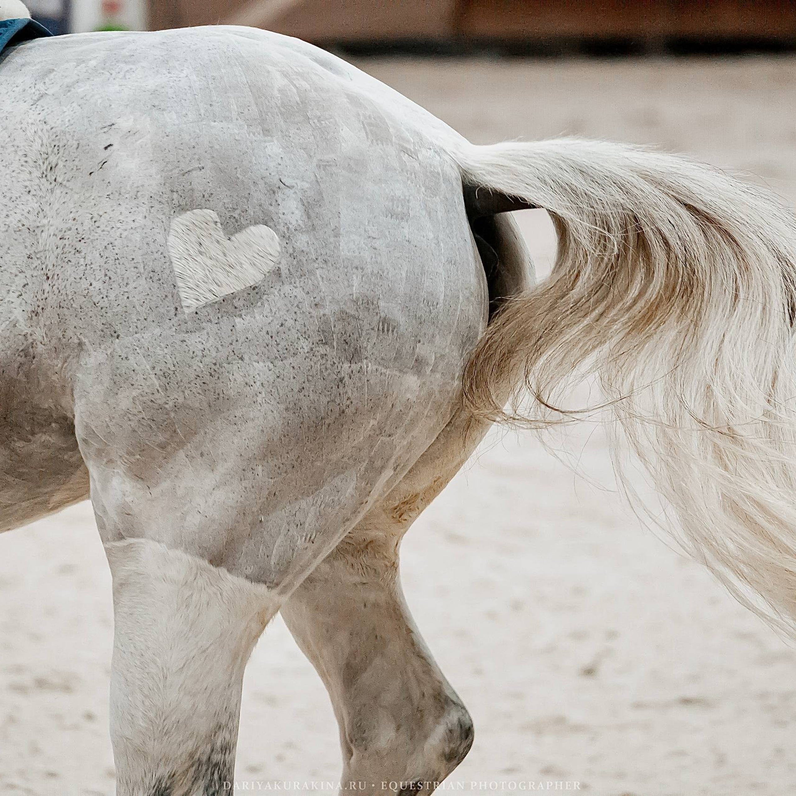 ЗИМНИЙ КУБОК ФЕДЕРАЦИИ КОННОГО СПОРТА ГОРОДА МОСКВЫ
