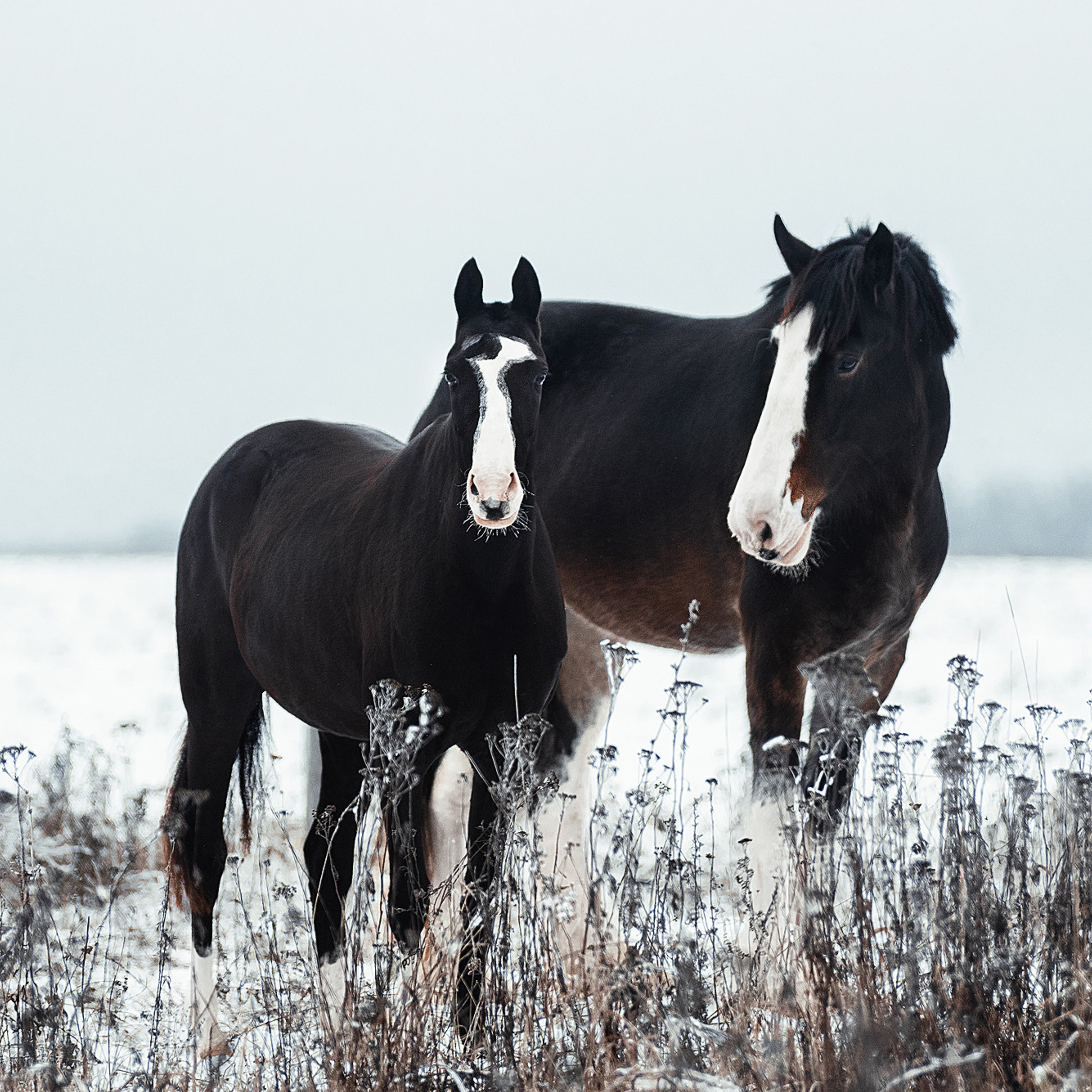 Рапунцель и Куна