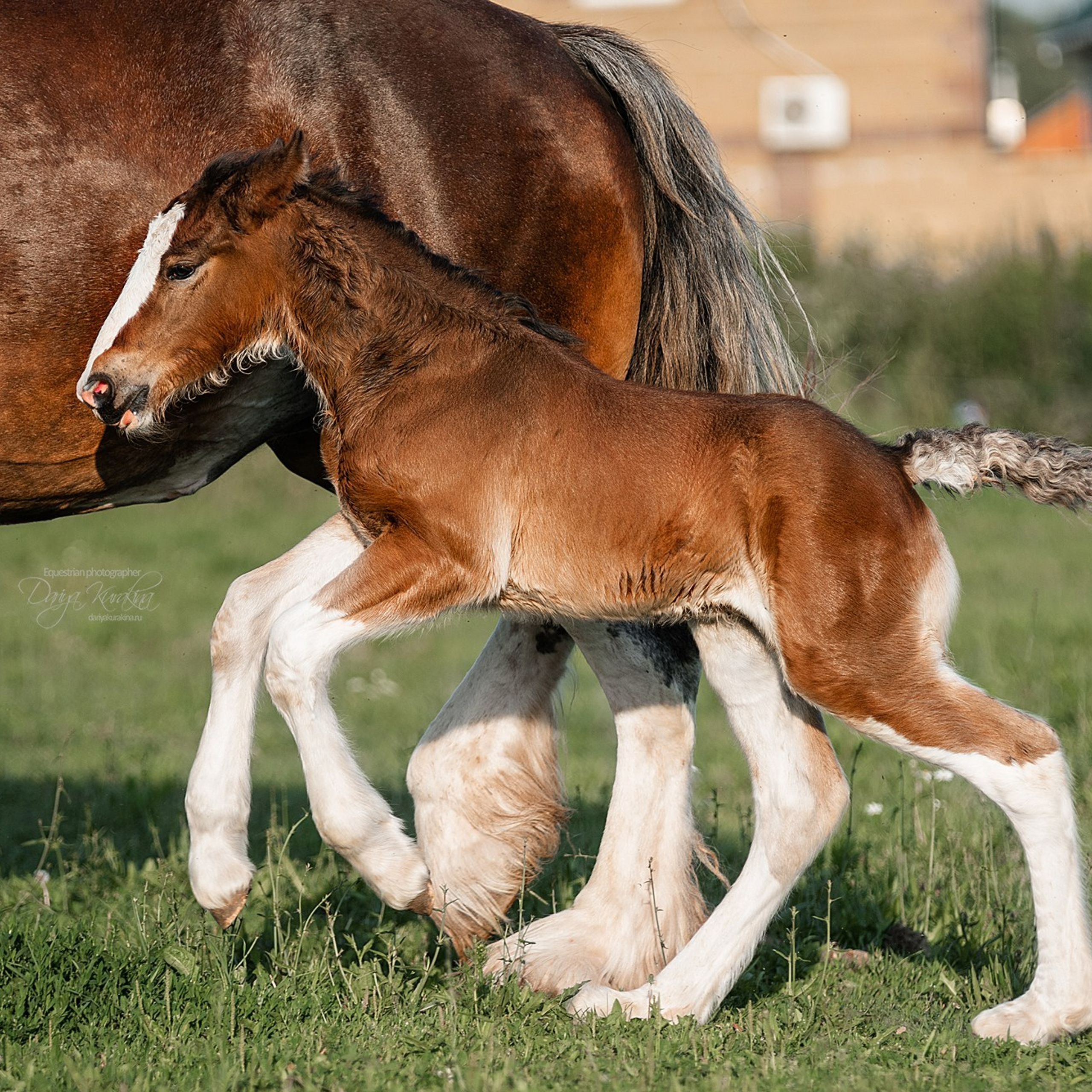 Рапунцель и Квини