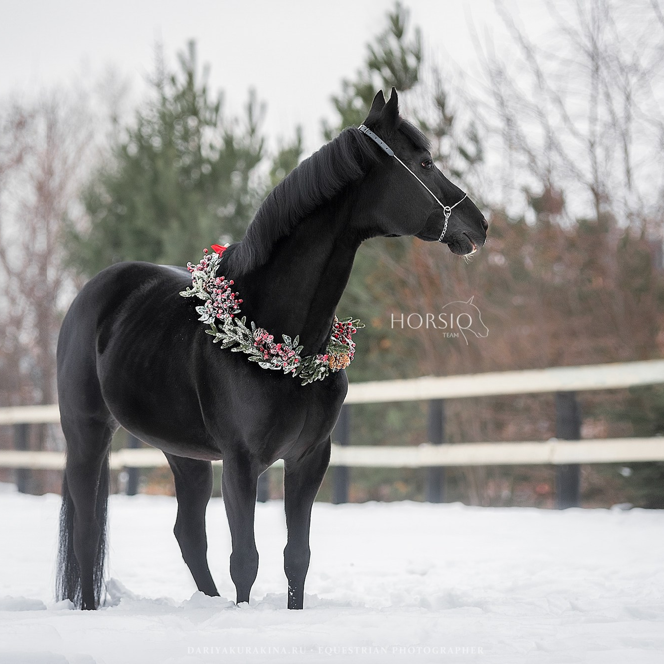 Доватор, HORSIO