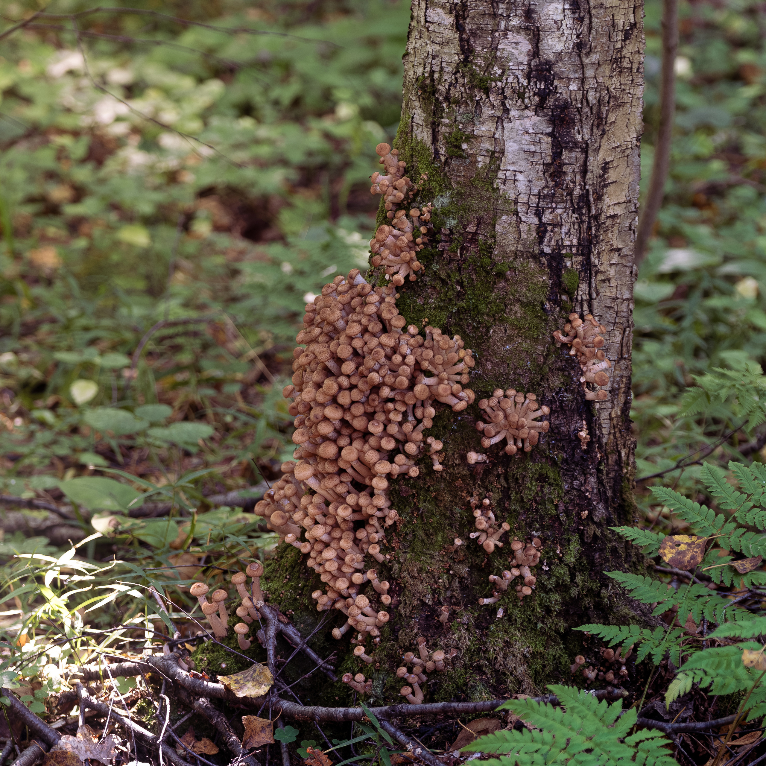 За грибами 13.09.2023