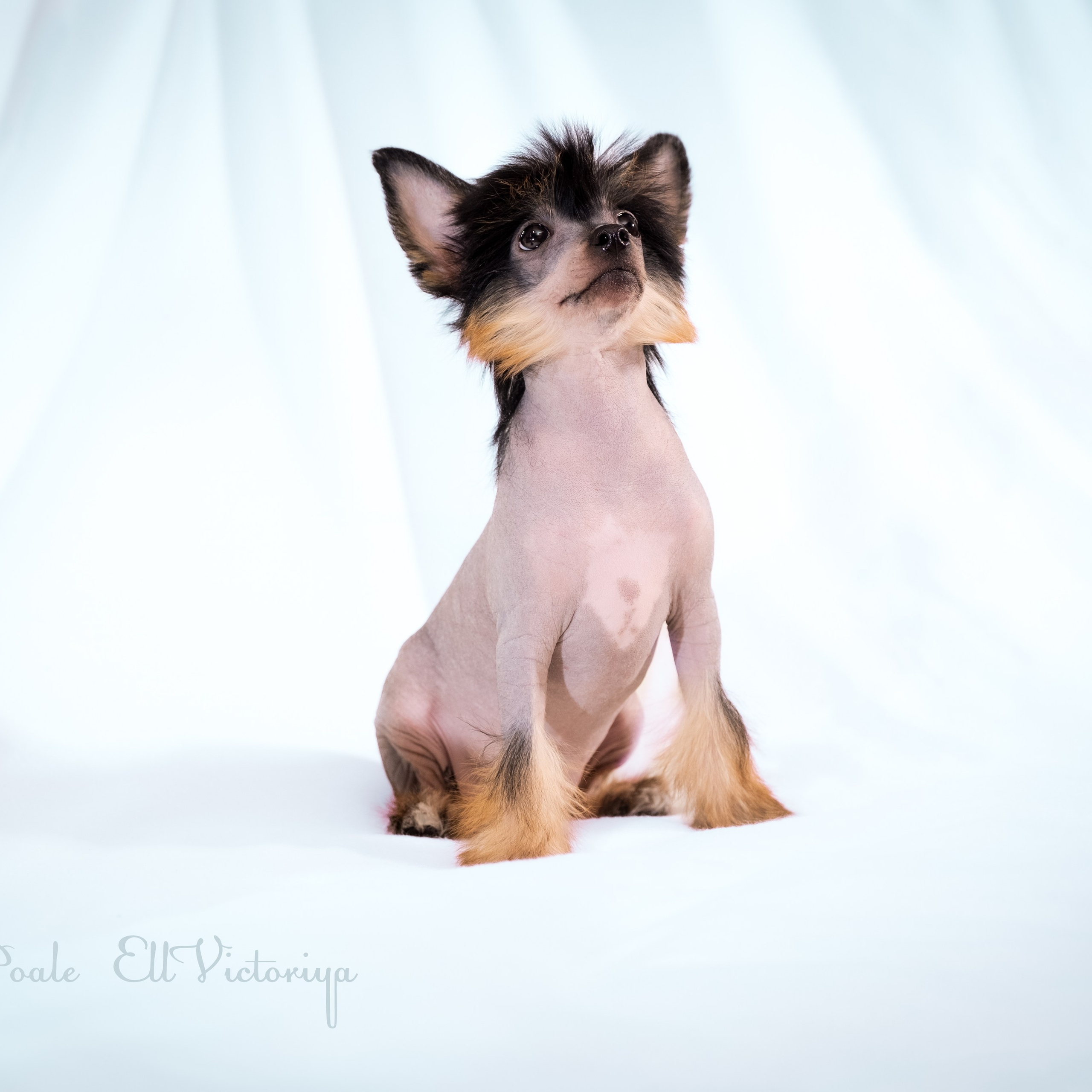 Помёт V. Фотосессия 2. 28.04.2024