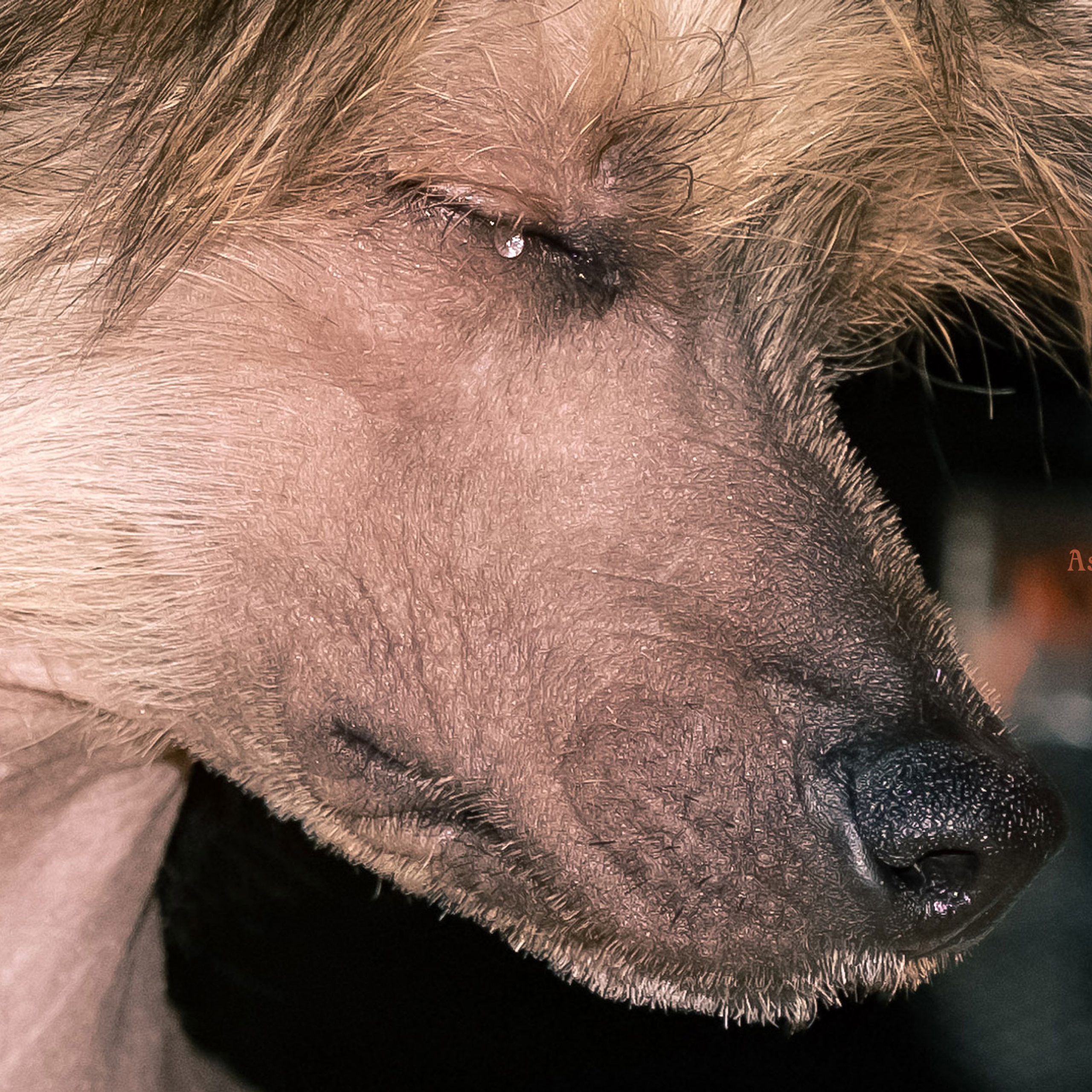 Фотограф в Москве