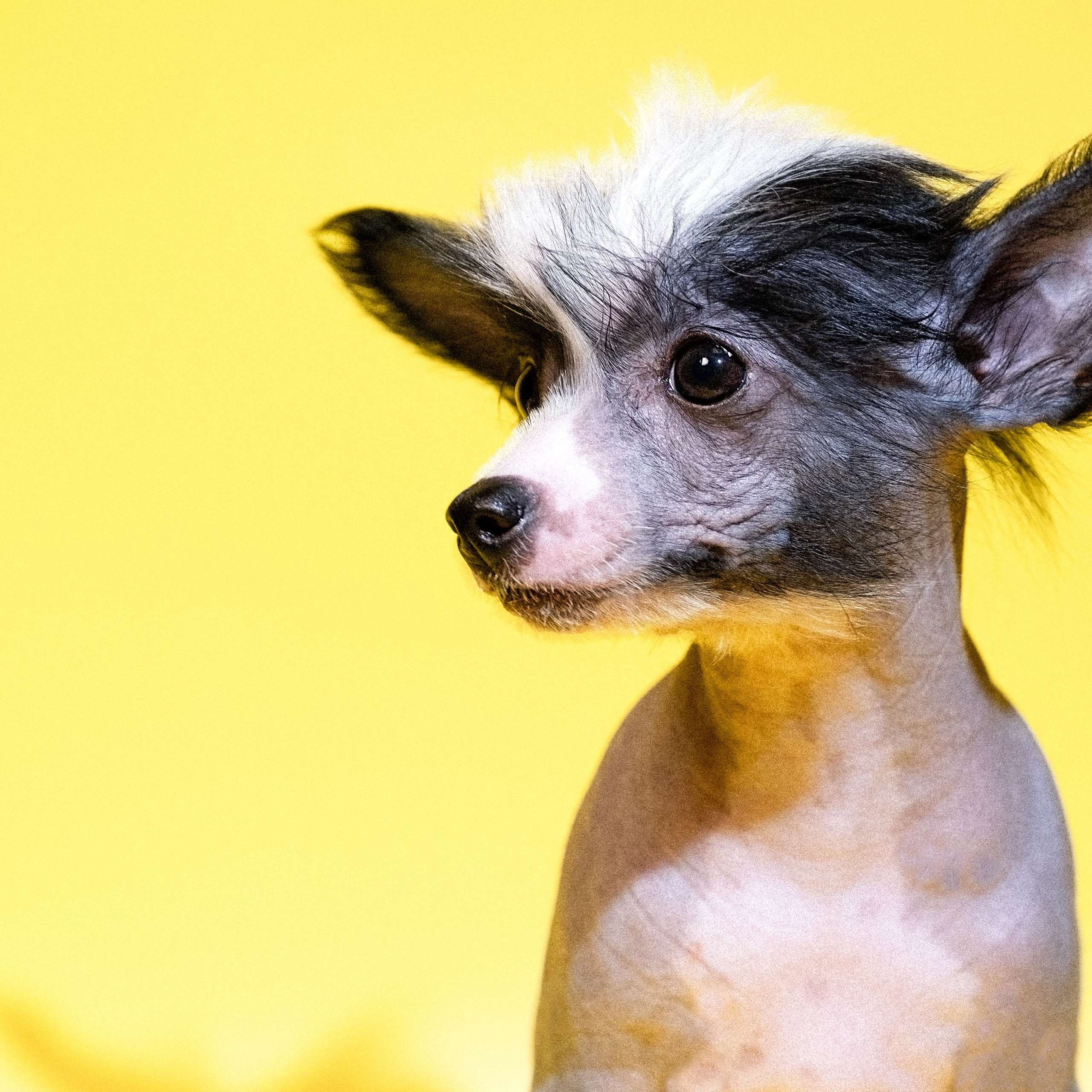 04.01.2026 Жёлтая фотосессия