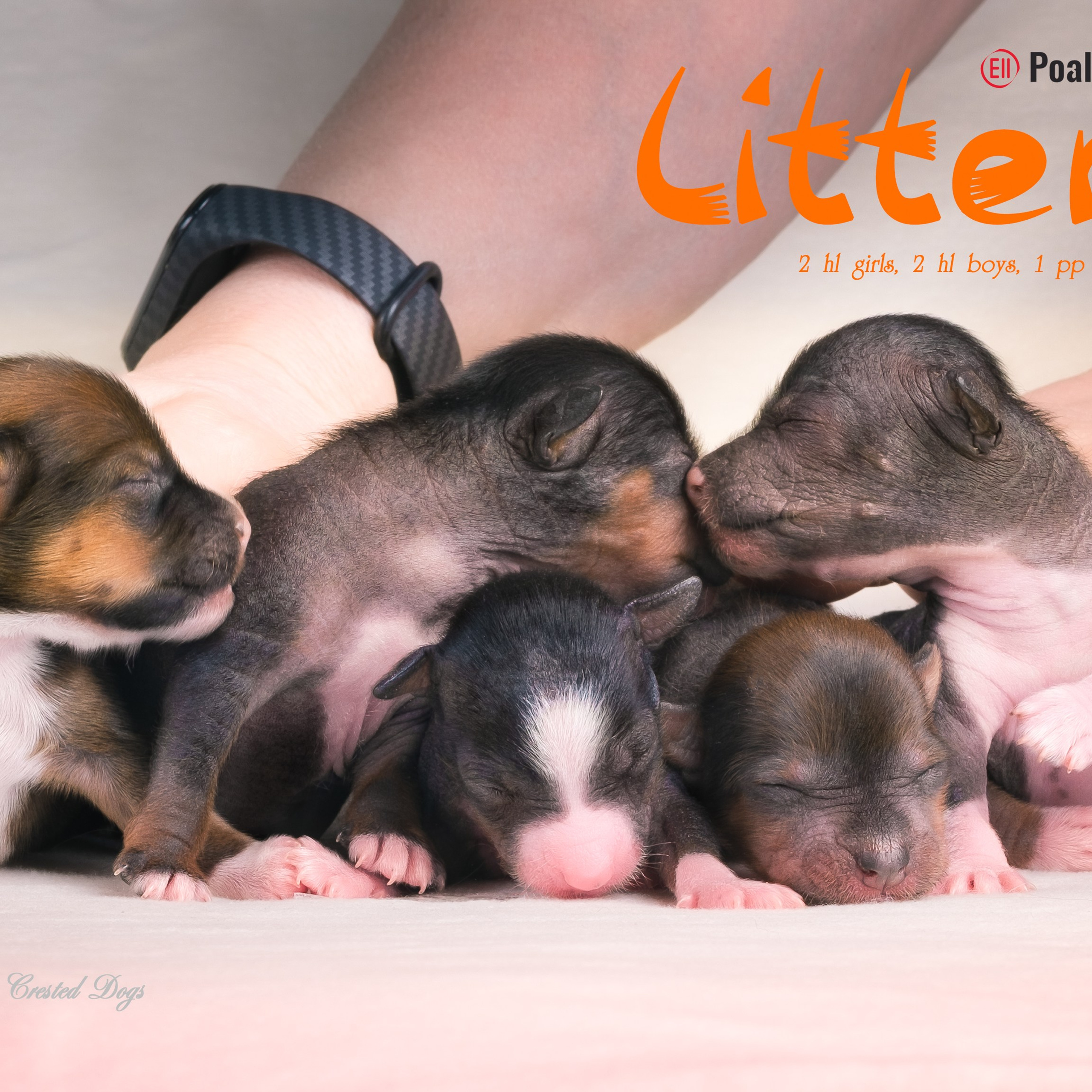 Щенки 3 дня. 21.01.2024