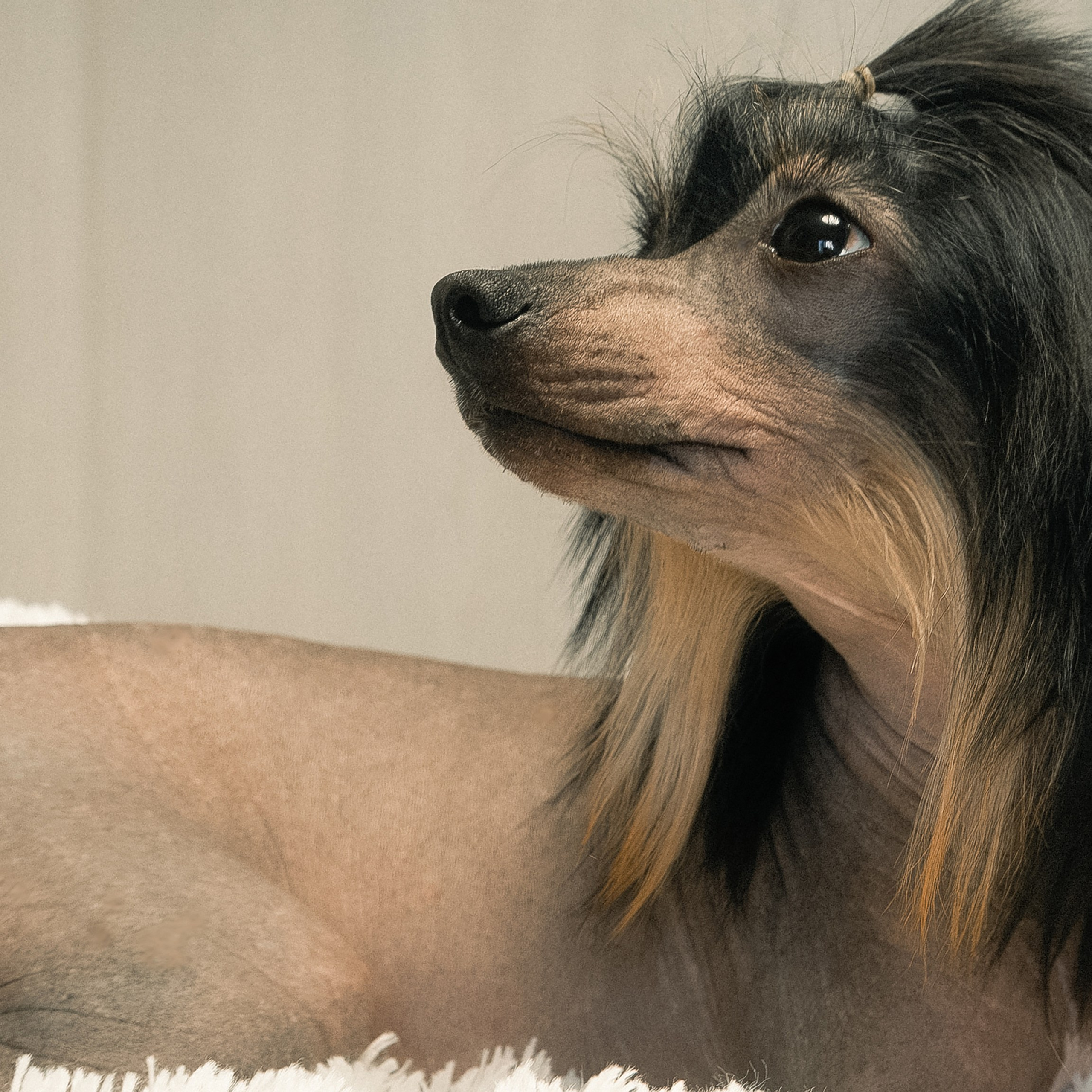 Poale Ell Victoriya — груминг