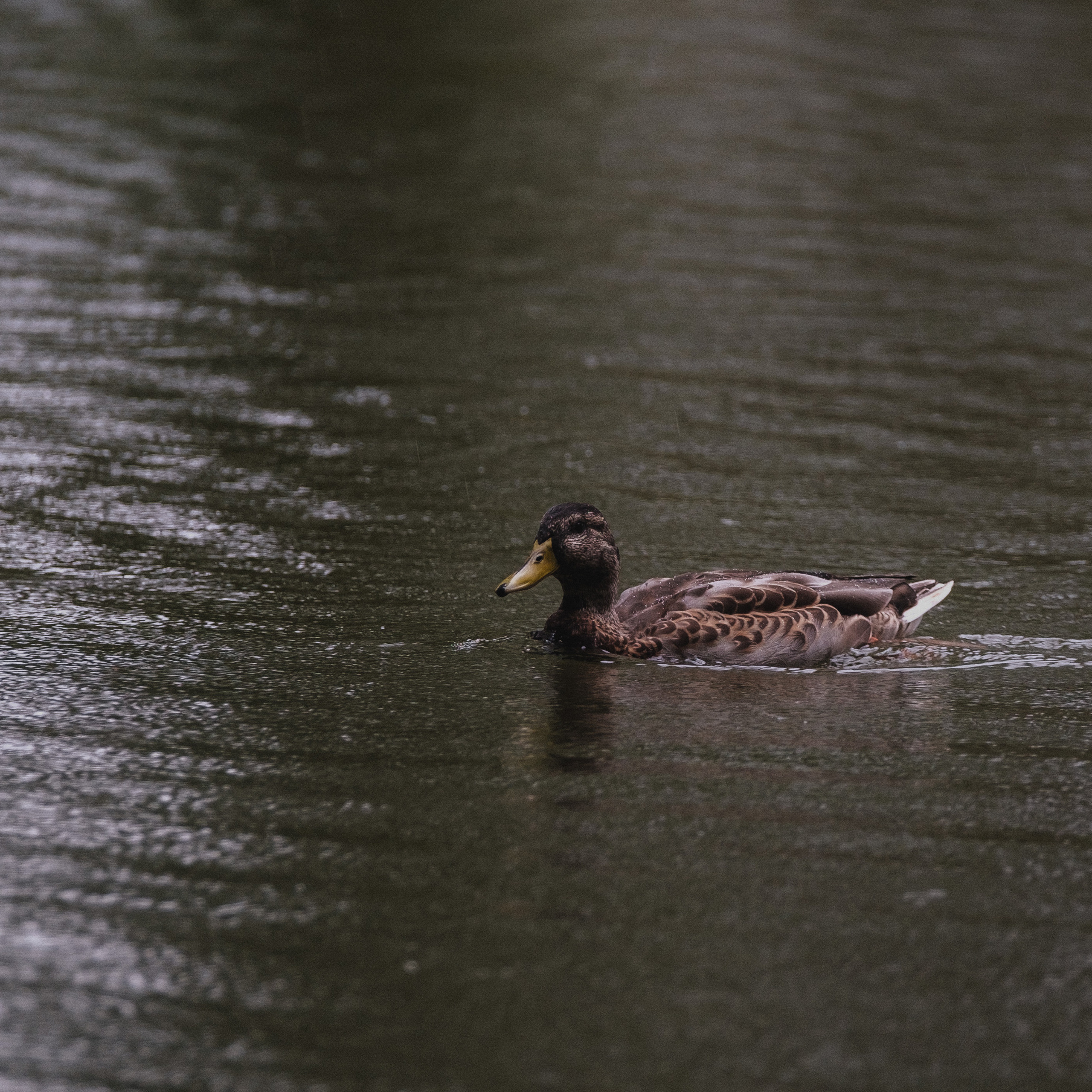 Парк Тропарёво 26.08.2023