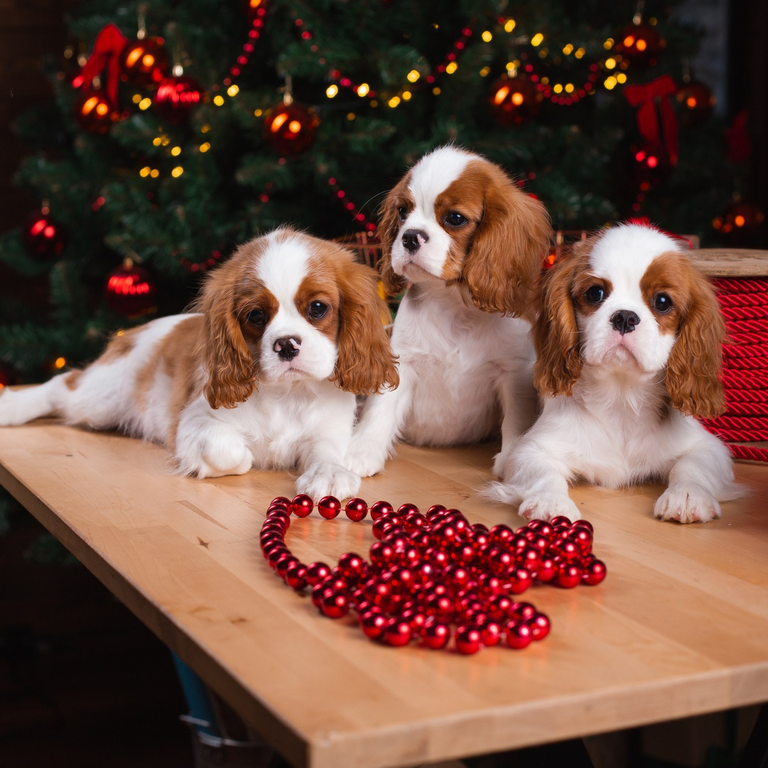 Отзывы. Фотограф Игорь Тихонов