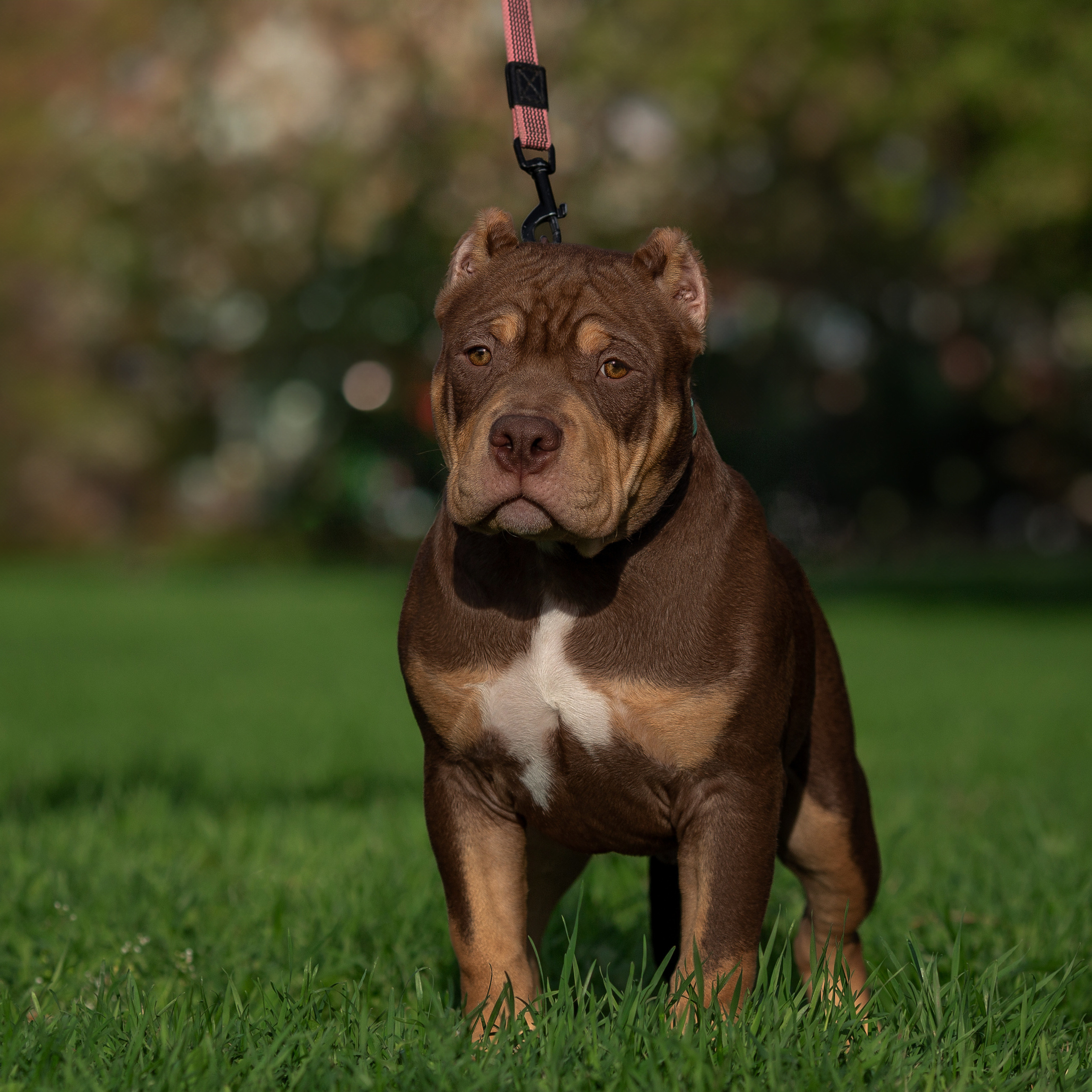 Отзывы. Фотограф Анималист в Перми Анастасия Остерман