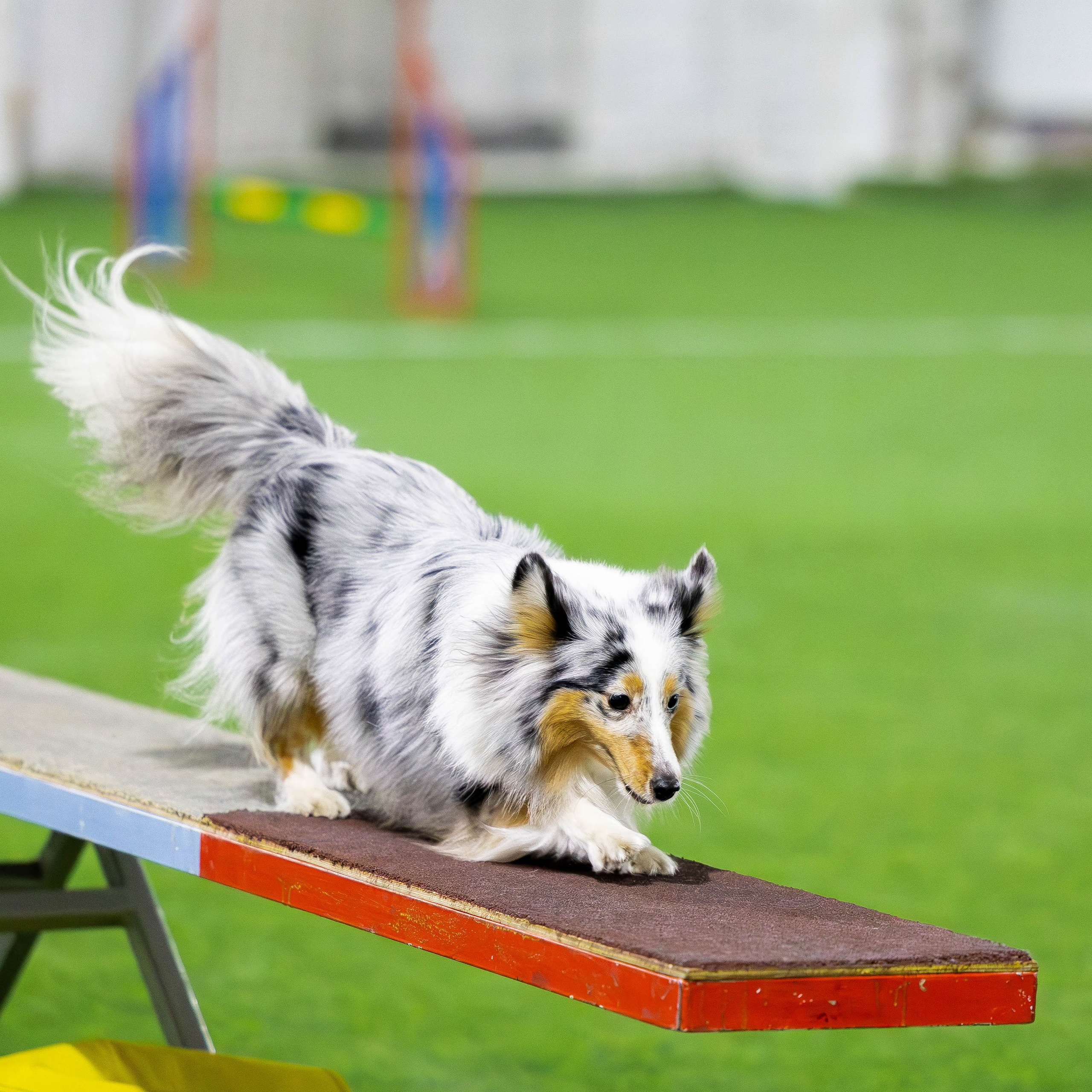 Отзывы. Фотограф Анималист в Перми Анастасия Остерман