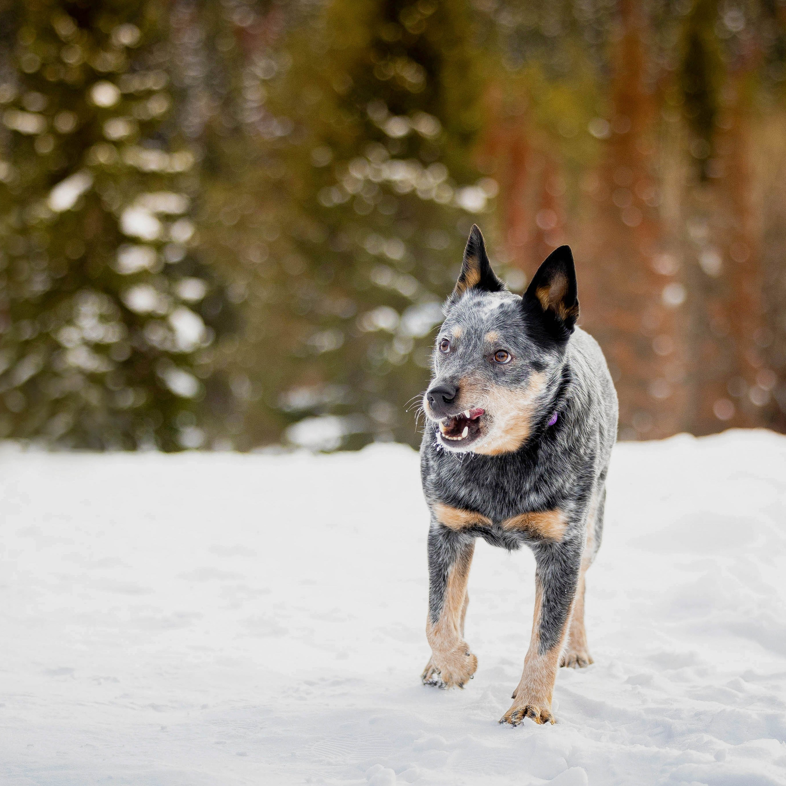 Отзывы. Фотограф Анималист в Перми Анастасия Остерман