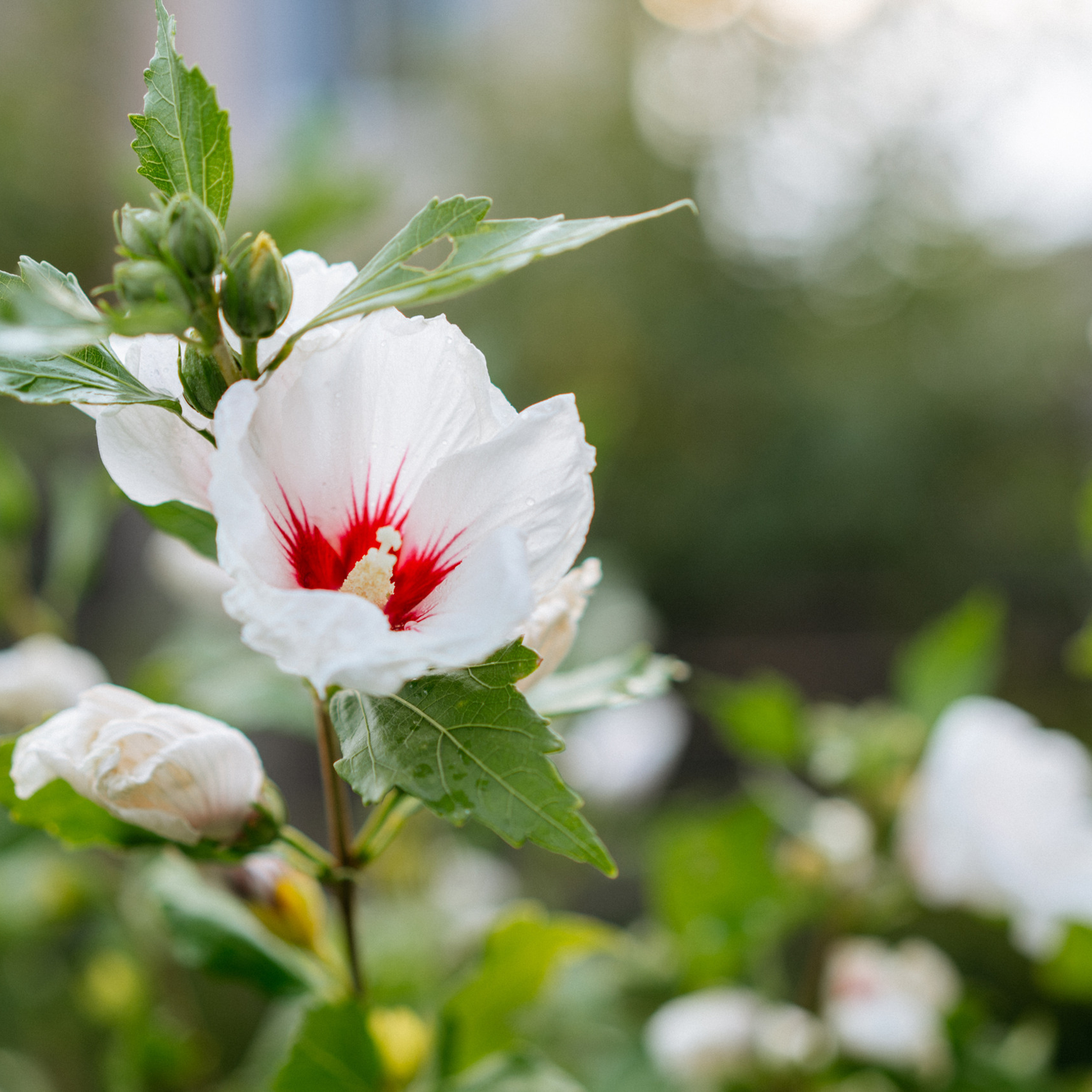 Отзывы. Свадебный и семейный фотограф в Калининграде Анастасия Гриценко