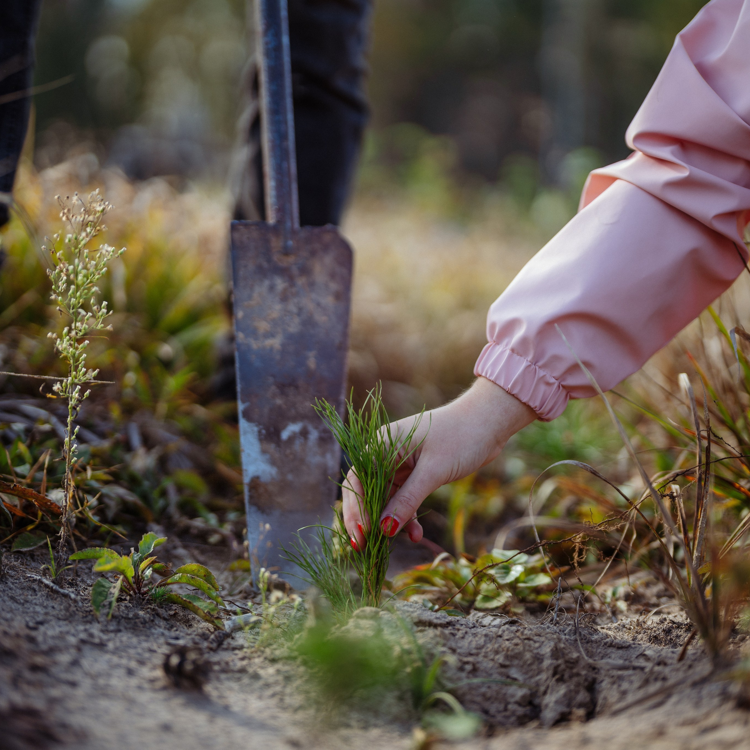 СБЕР · ЭКА · Посадка сеянцев