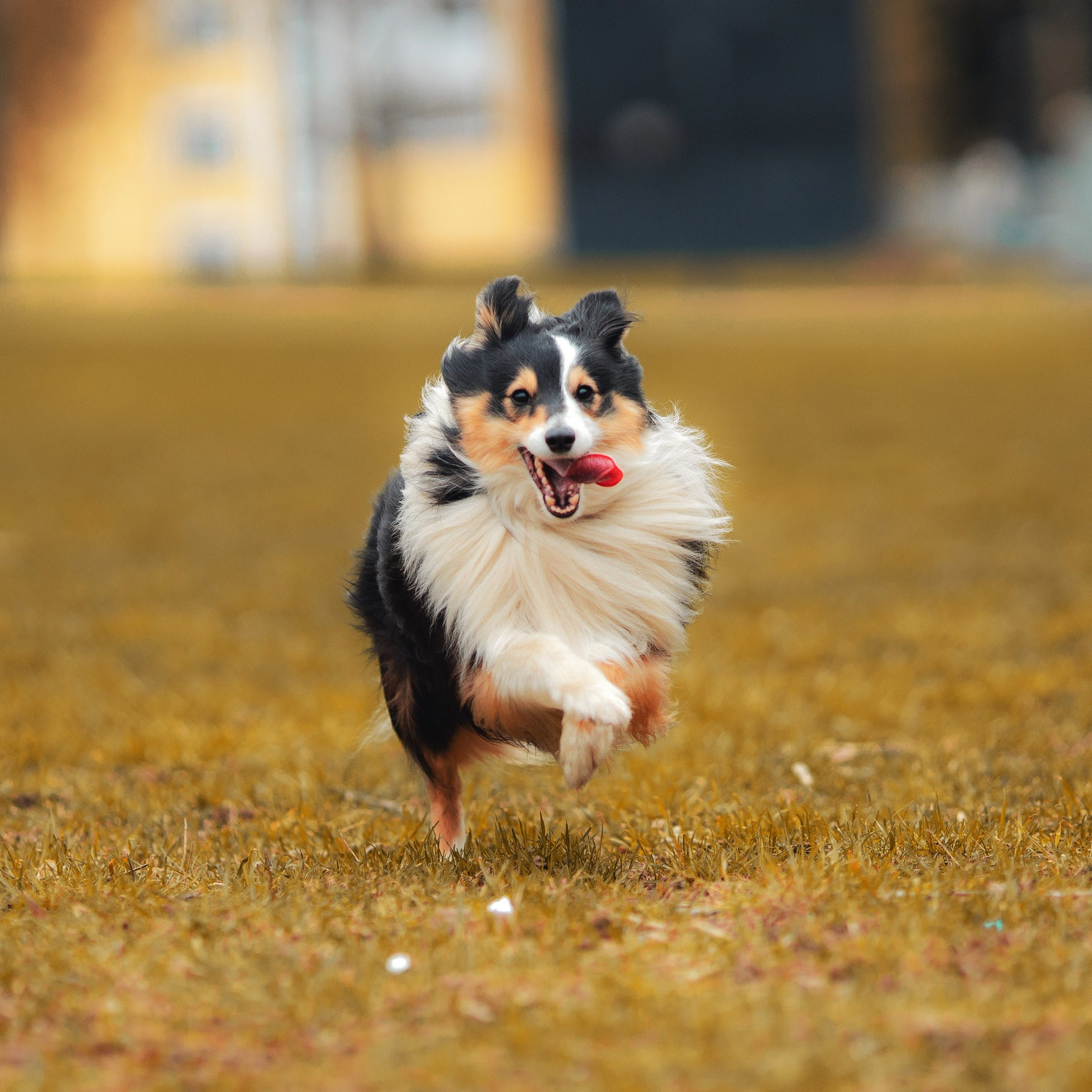 Найк и Меган. Художник и Фотограф Тимохина Юлия