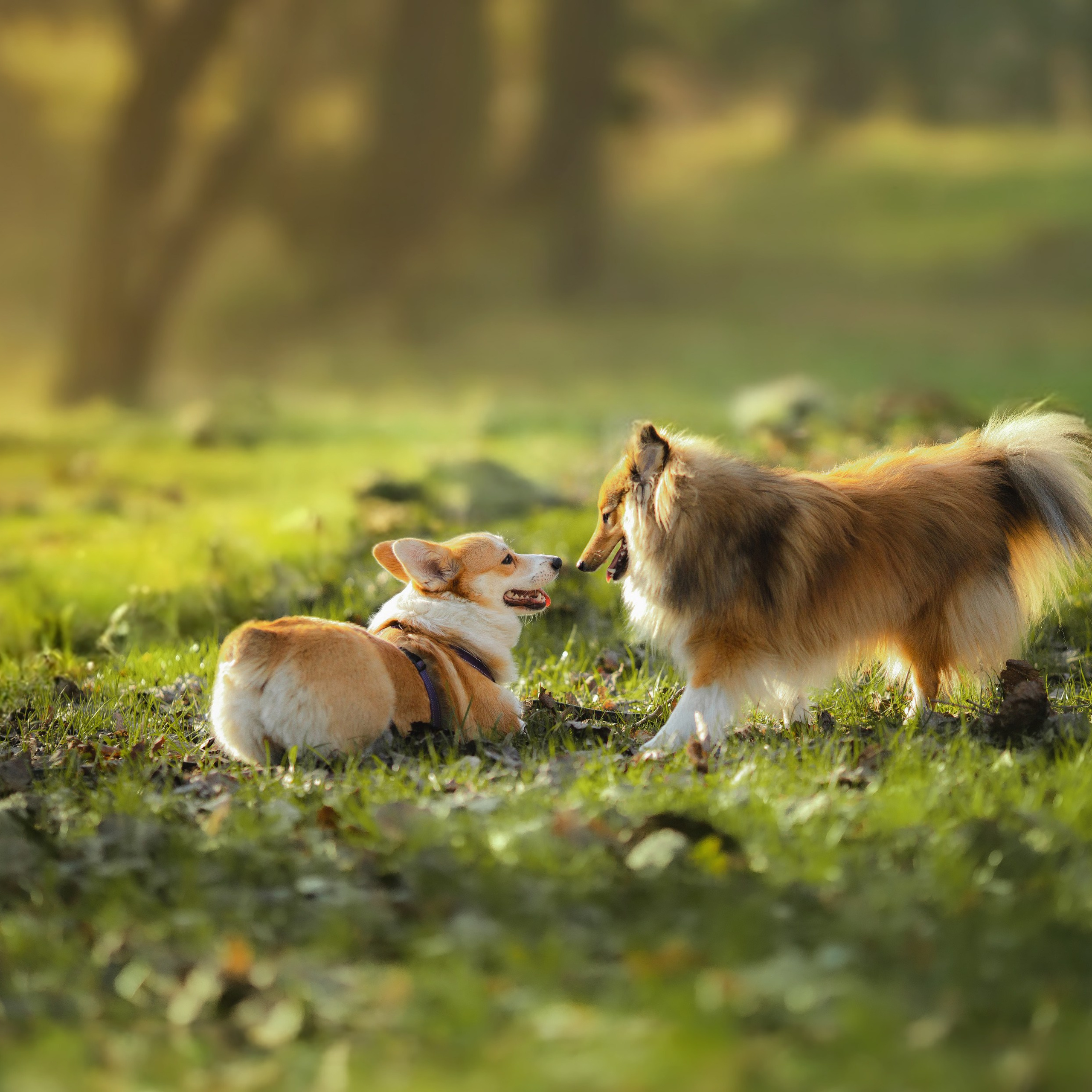 Шелти Встреча. Художник и Фотограф Тимохина Юлия