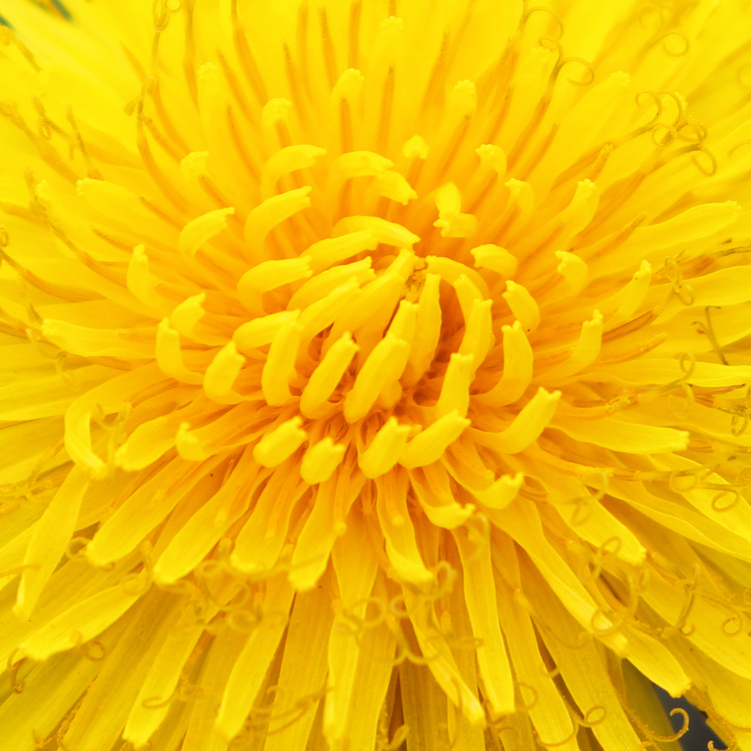 желтый одуванчик