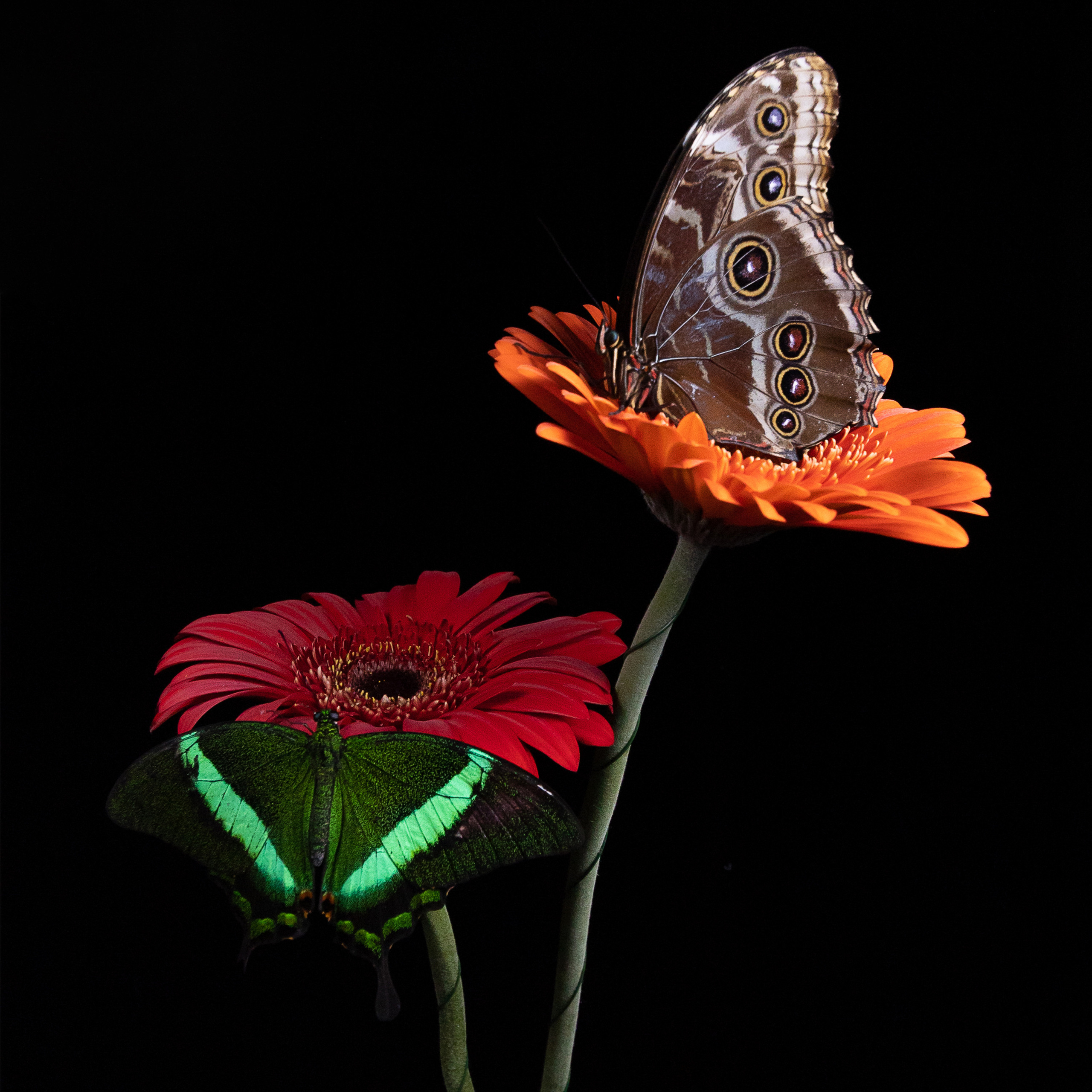 Крук вокруг - фотографии природы и животных. Фотограф в Москве Катарина Крук