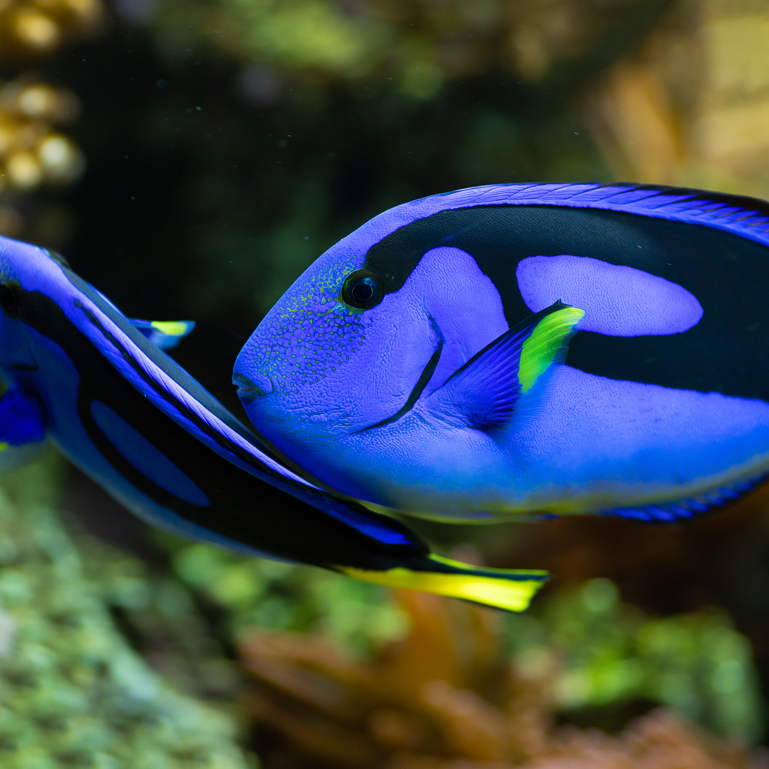 Крук вокруг - фотографии природы и животных. Фотограф в Москве Катарина Крук