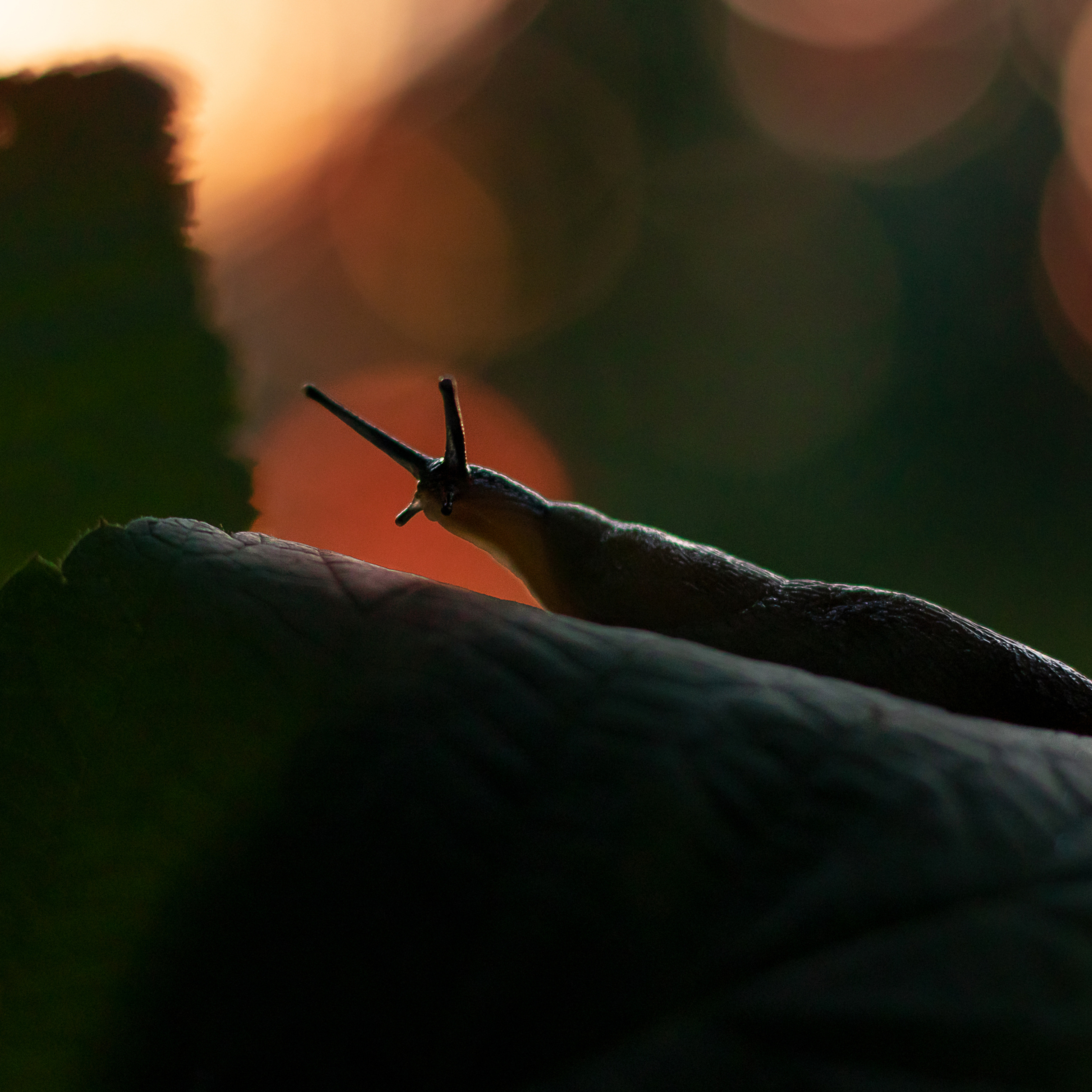 Слизень на листе. Закат