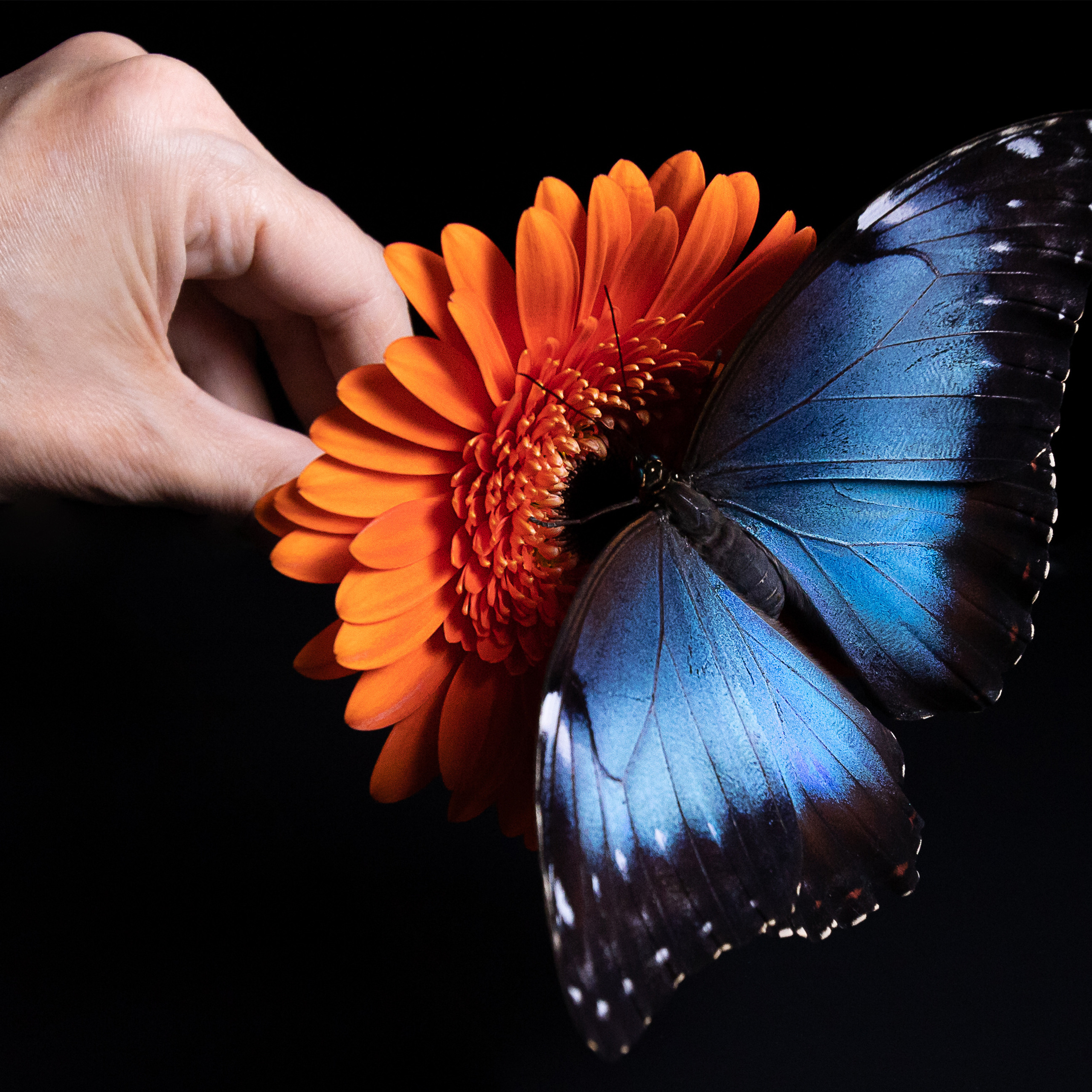 Крук вокруг - фотографии природы и животных. Фотограф в Москве Катарина Крук