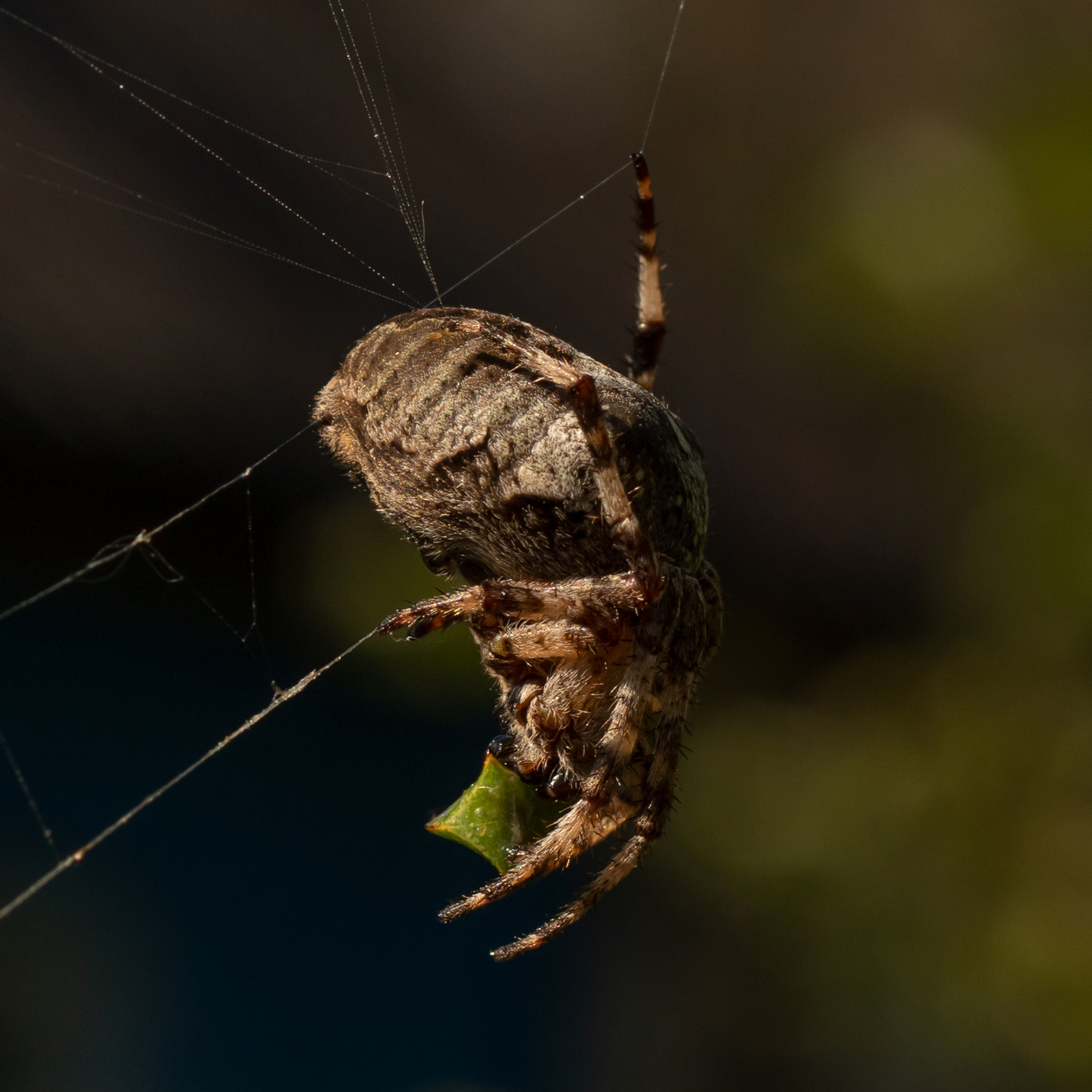 Паук крестовик