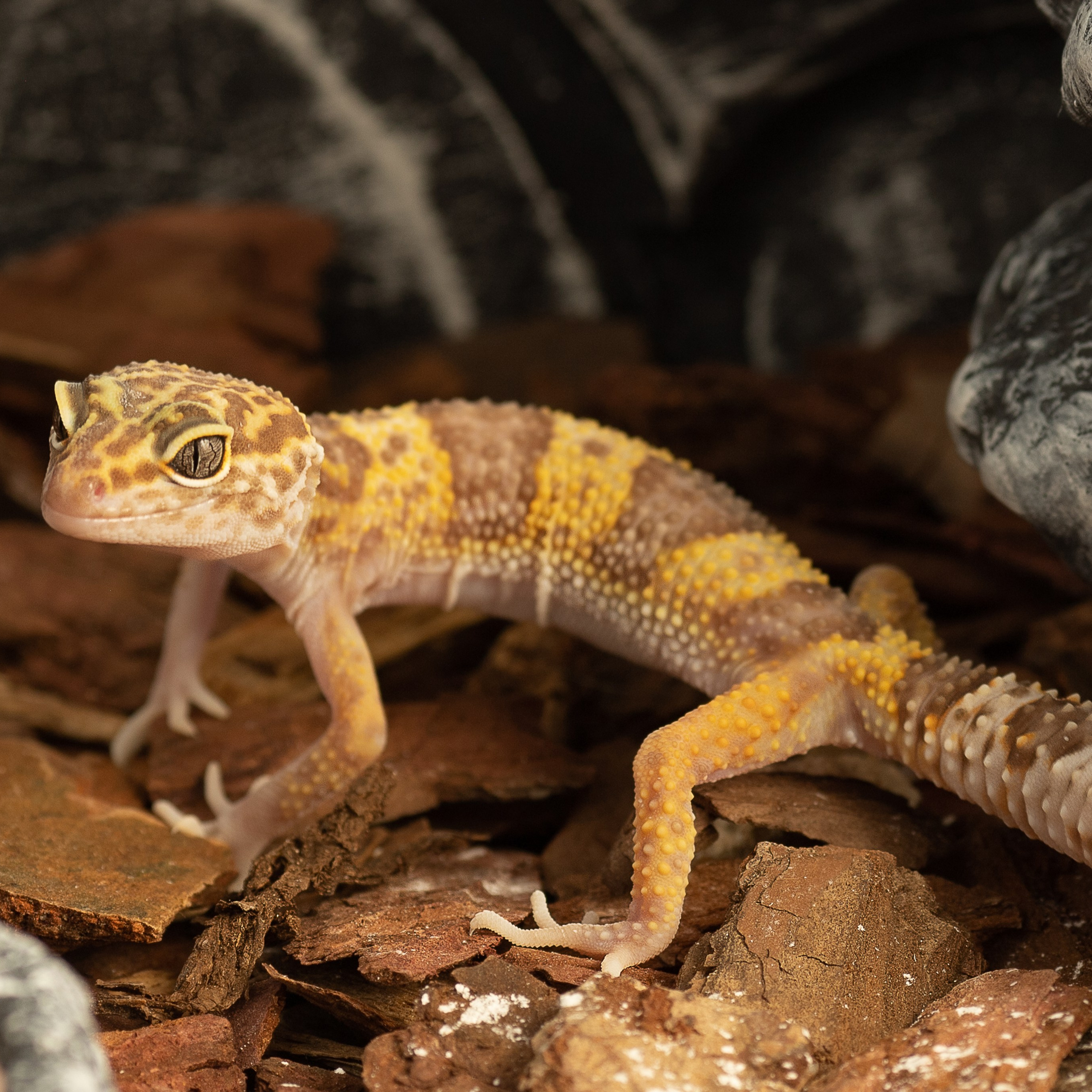 Крук вокруг - фотографии природы и животных. Фотограф в Москве Катарина Крук