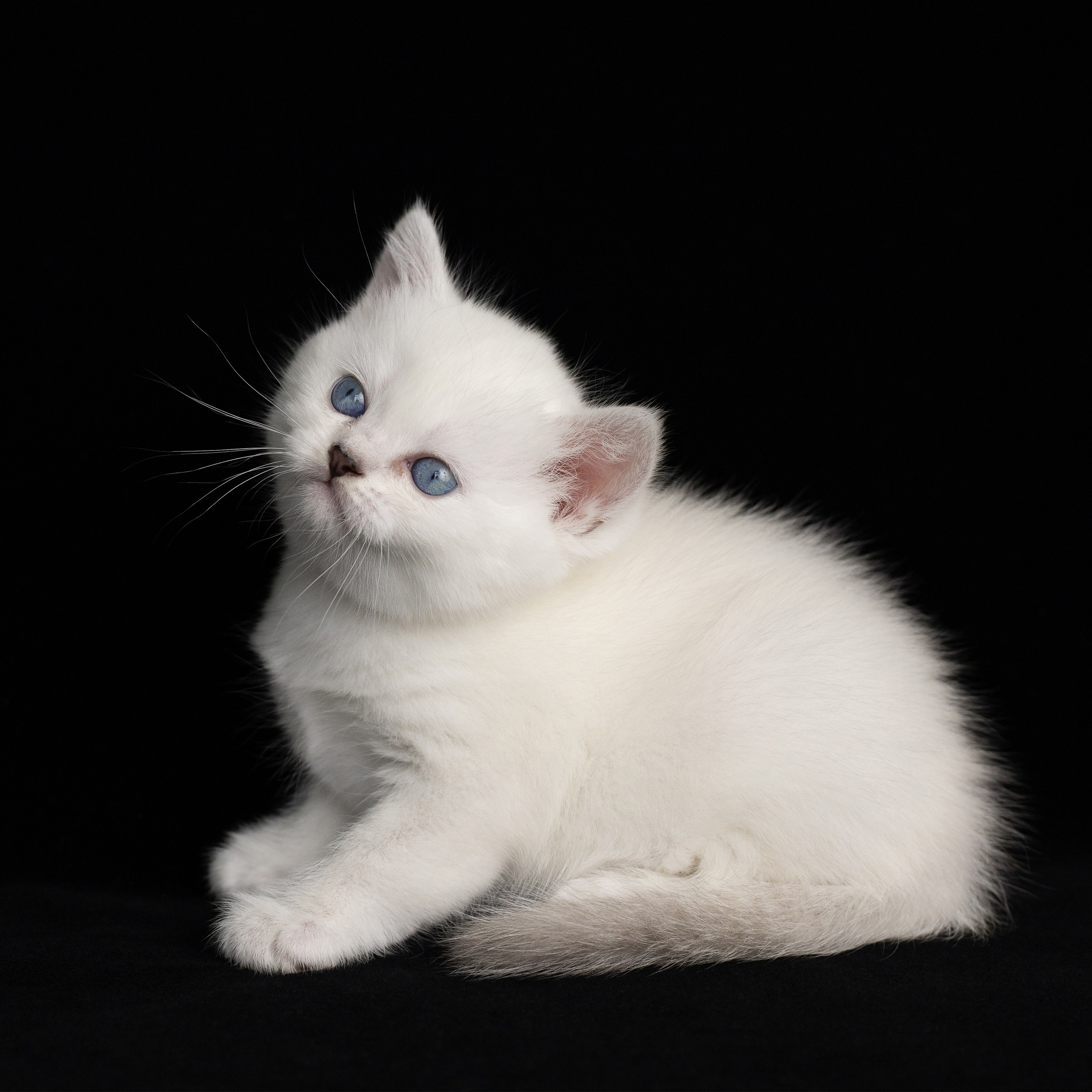 Крук вокруг - фотографии природы и животных. Фотограф в Москве Катарина Крук