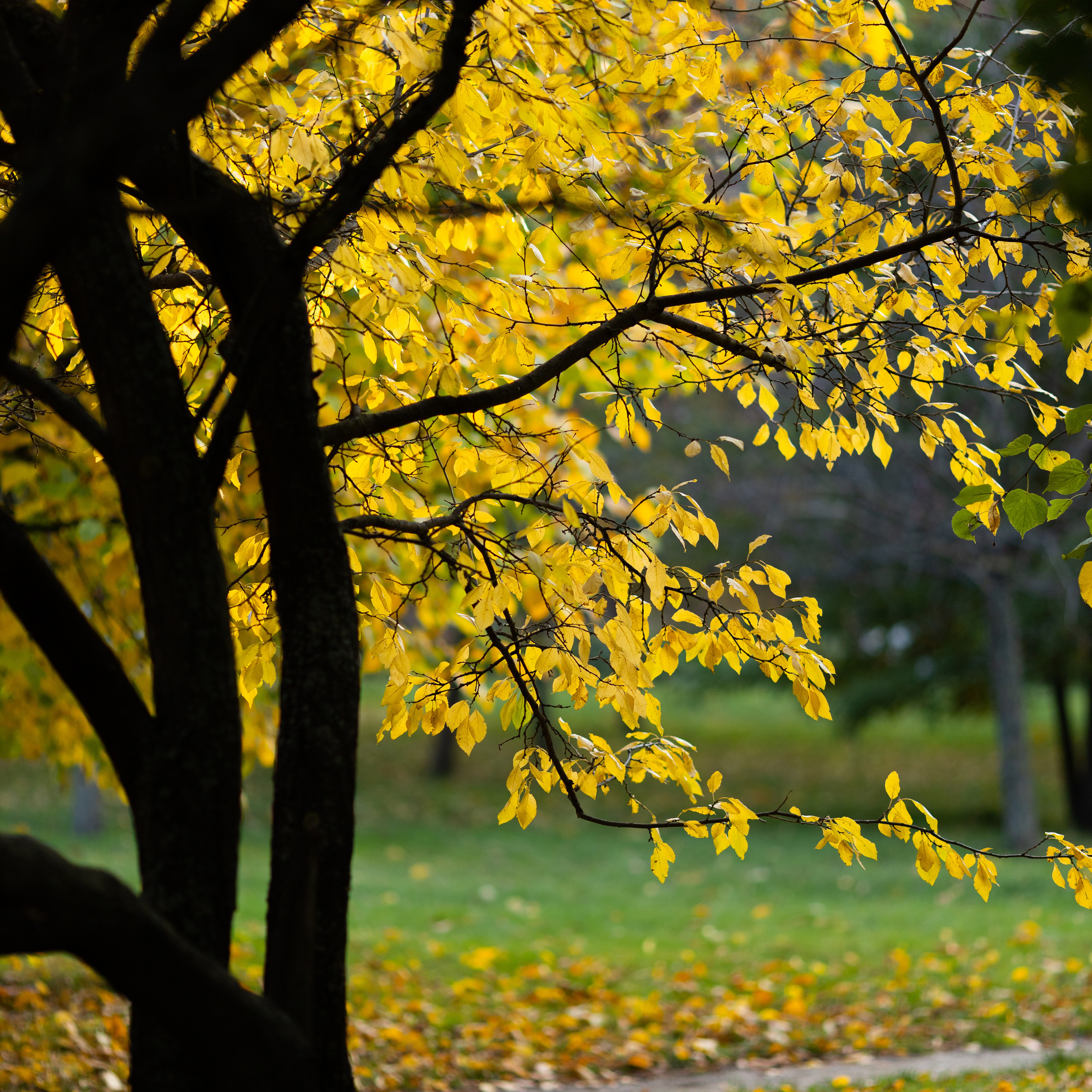 Крук вокруг - фотографии природы и животных. Фотограф в Москве Катарина Крук