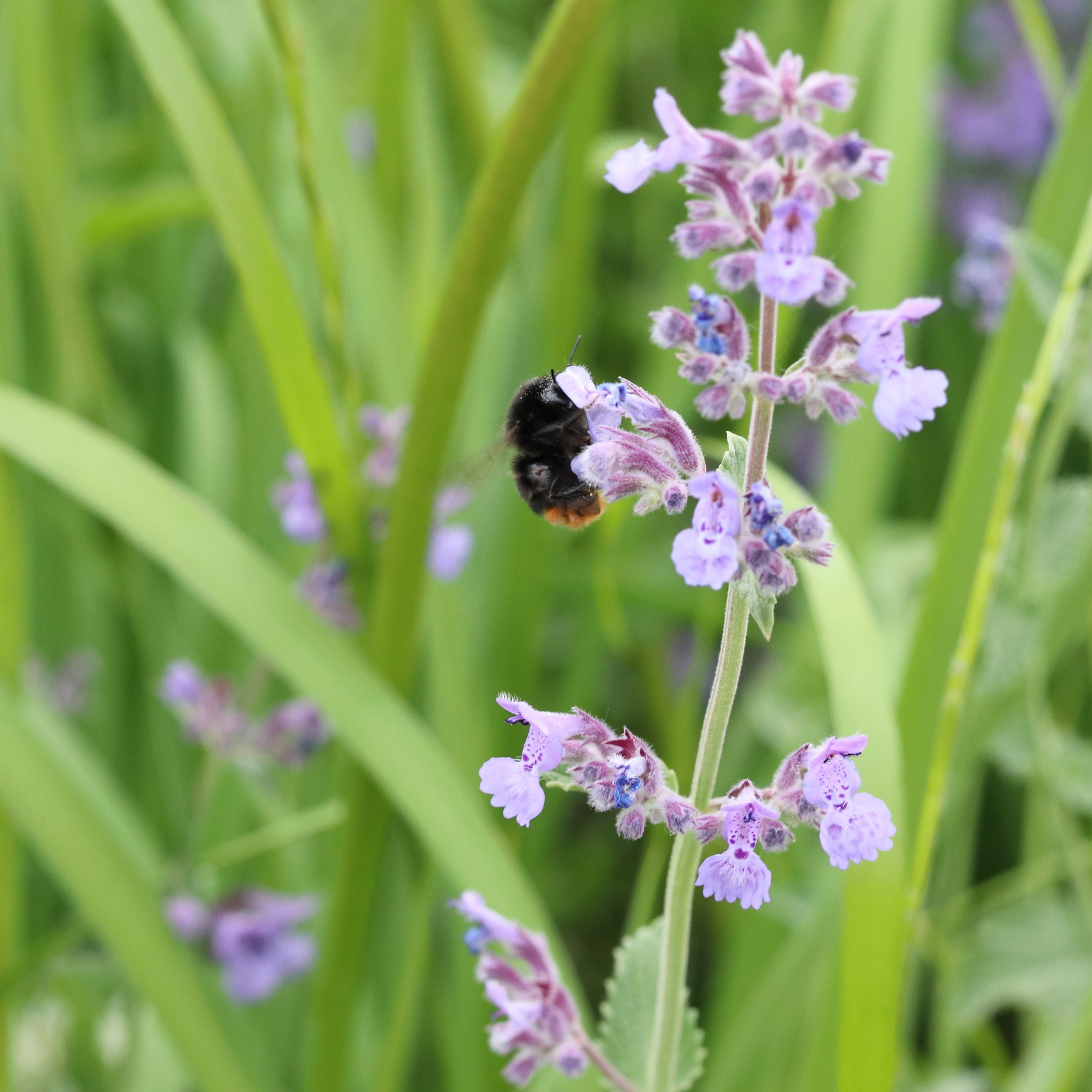Шмель на цветке. Фотограф Катарина Крук.