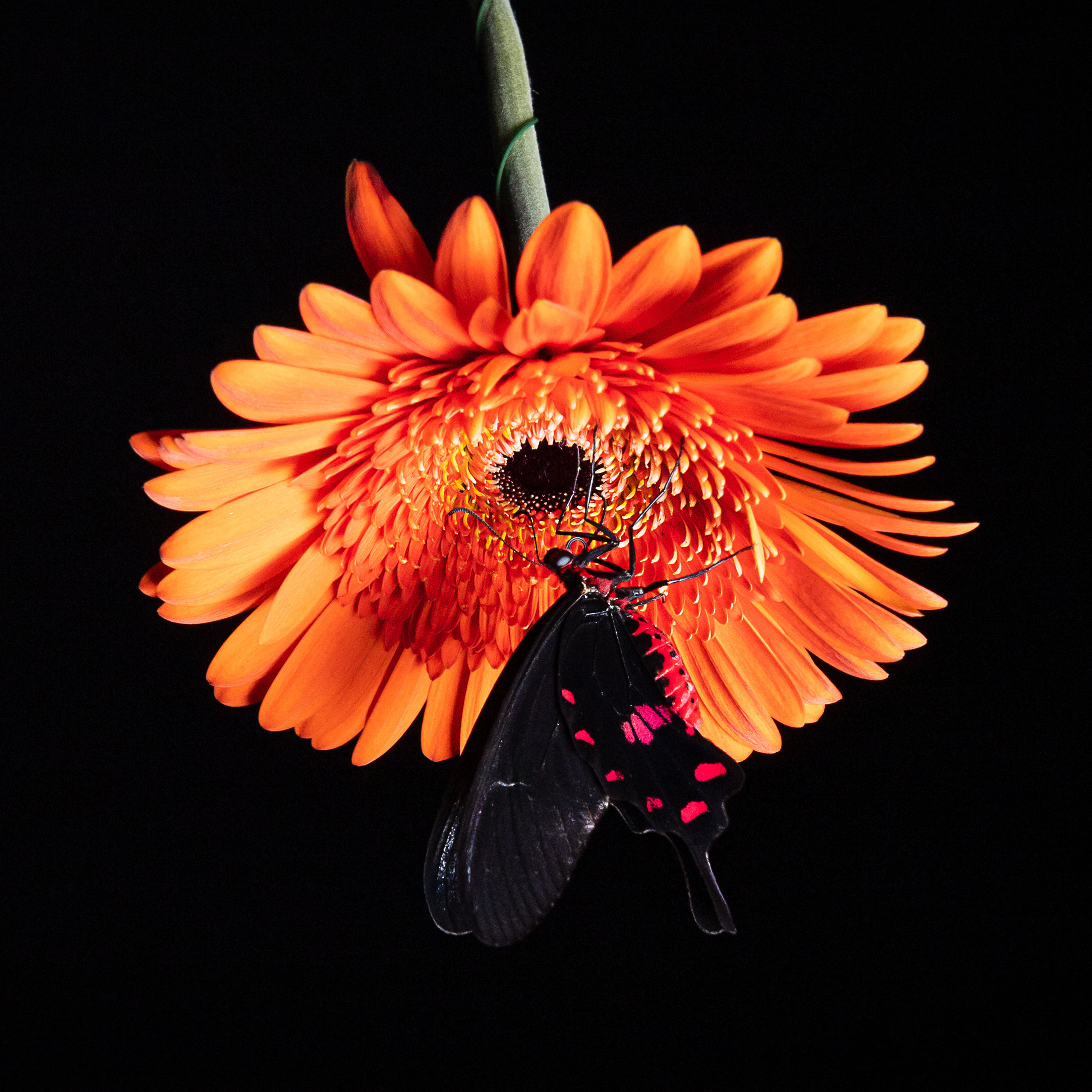 Крук вокруг - фотографии природы и животных. Фотограф в Москве Катарина Крук