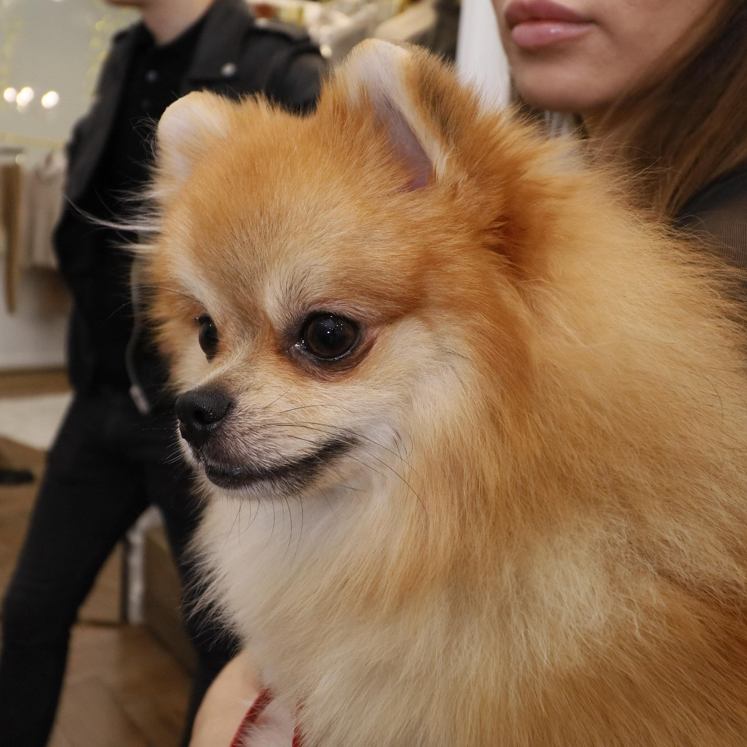 Открытие шоу-рума Radkevichi. Фотограф в Москве Катарина Крук