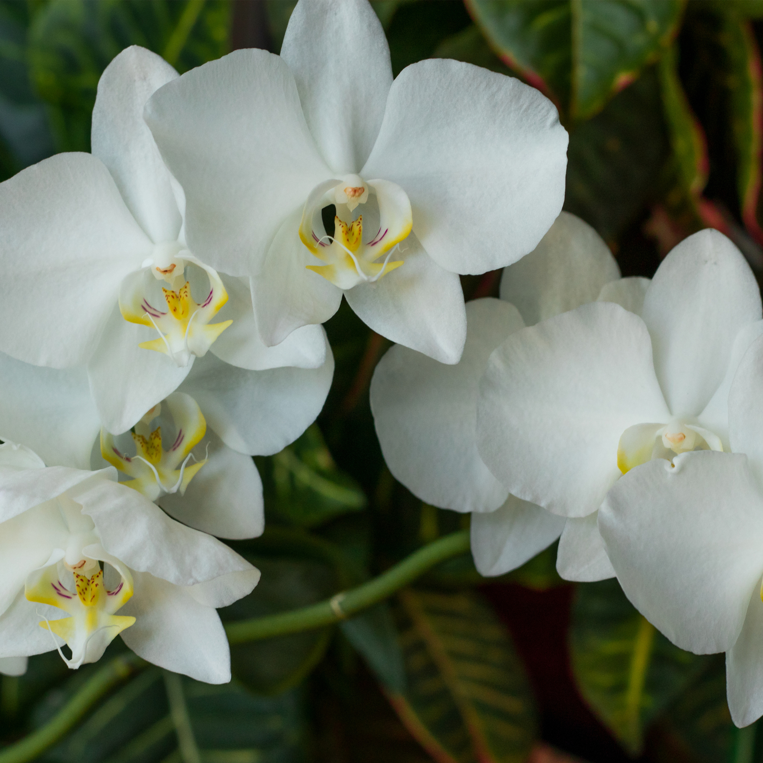 Белые цветы орхидеи