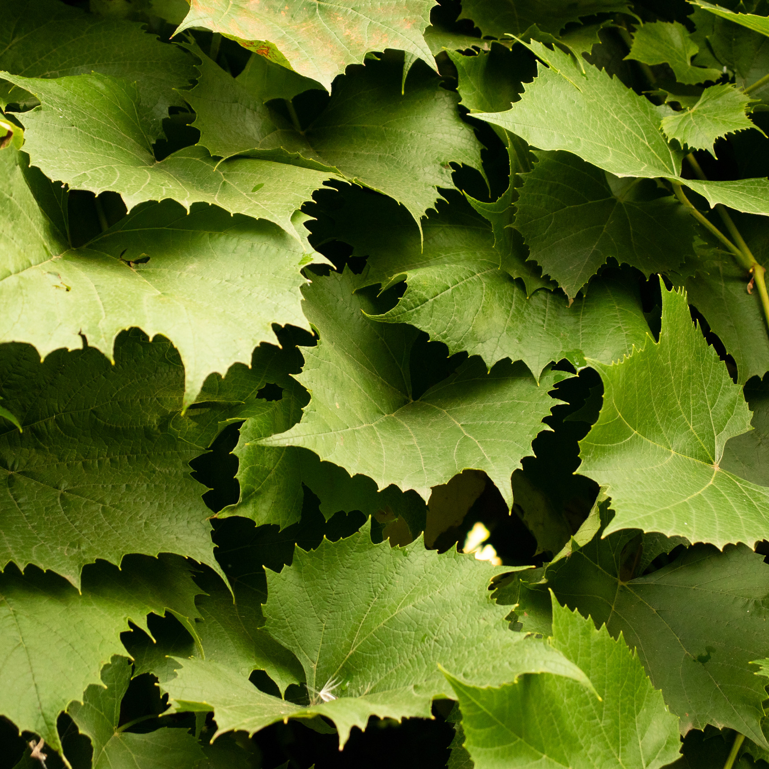 Листья виноградав виде паттернов-повторяющихся элементов.