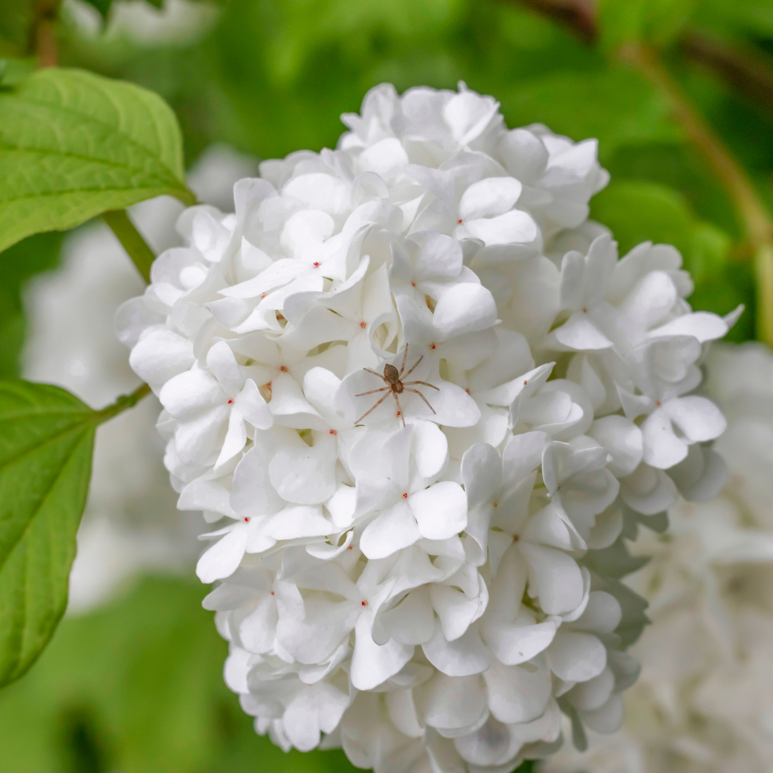 паук на цветке гортензии