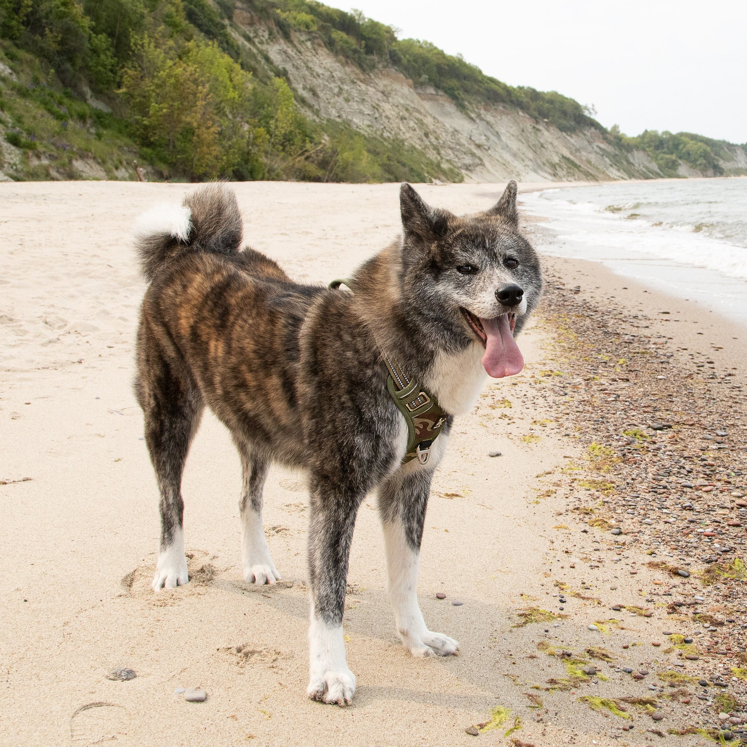 Крук вокруг - фотографии природы и животных. Фотограф в Москве Катарина Крук