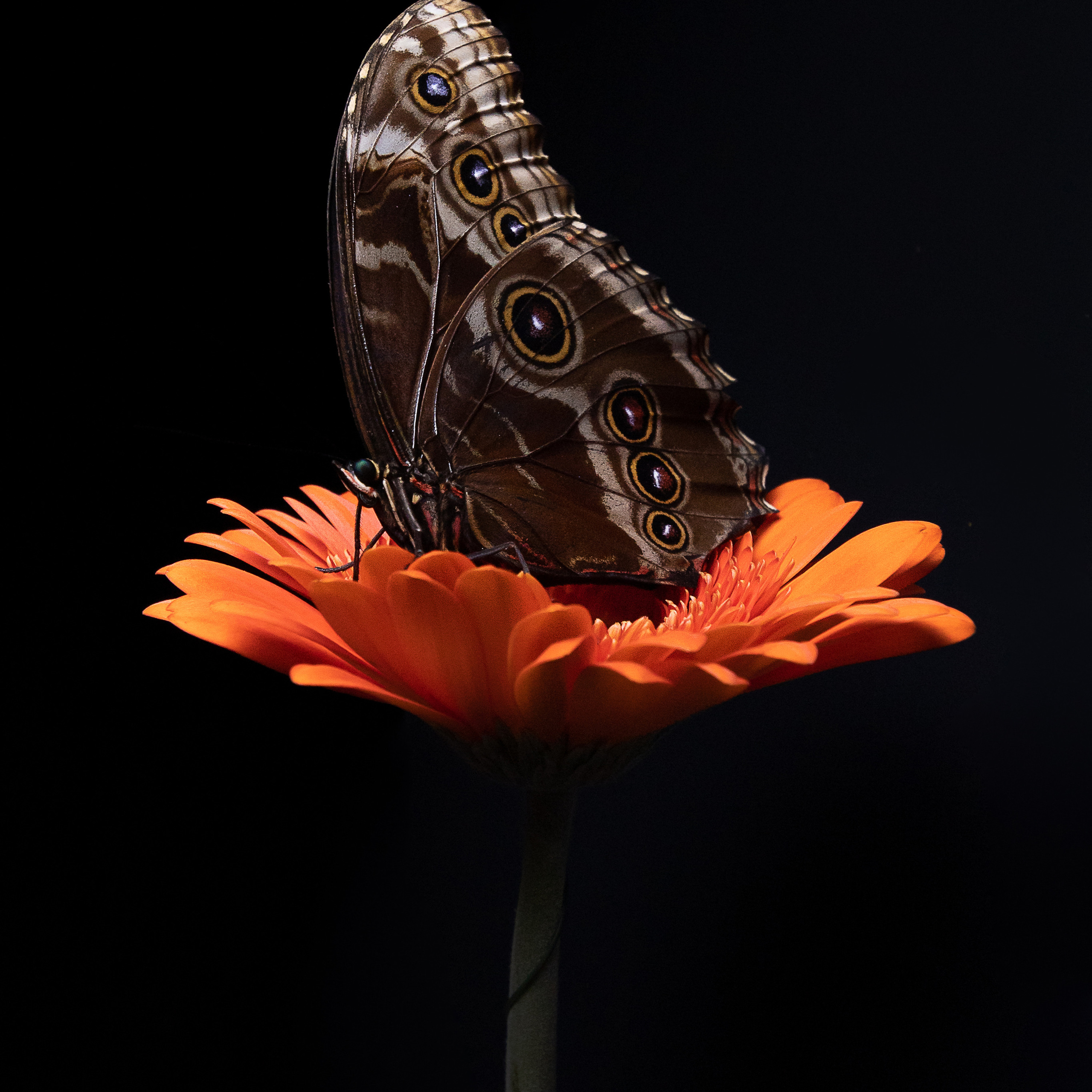 Крук вокруг - фотографии природы и животных. Фотограф в Москве Катарина Крук