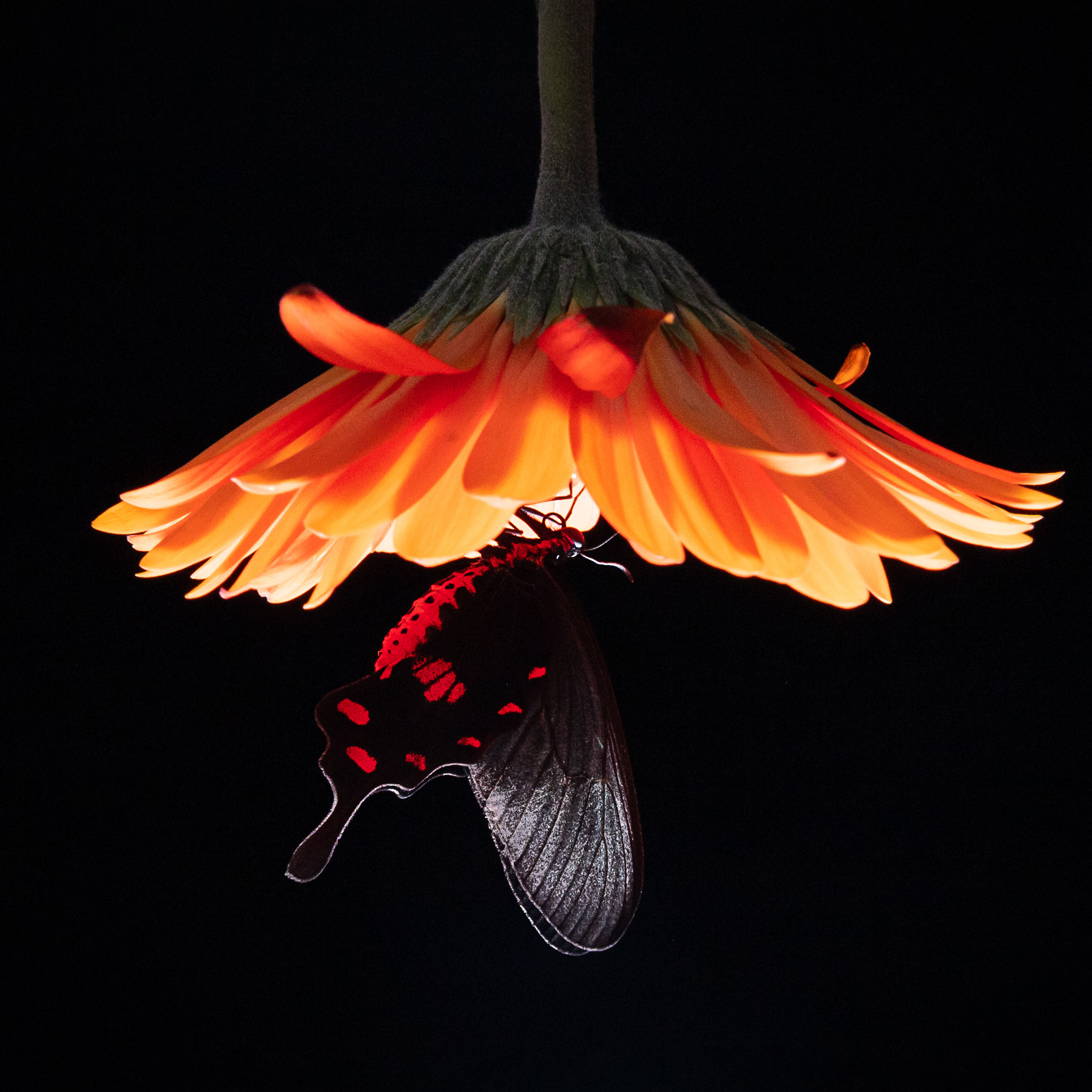 Крук вокруг - фотографии природы и животных. Фотограф в Москве Катарина Крук