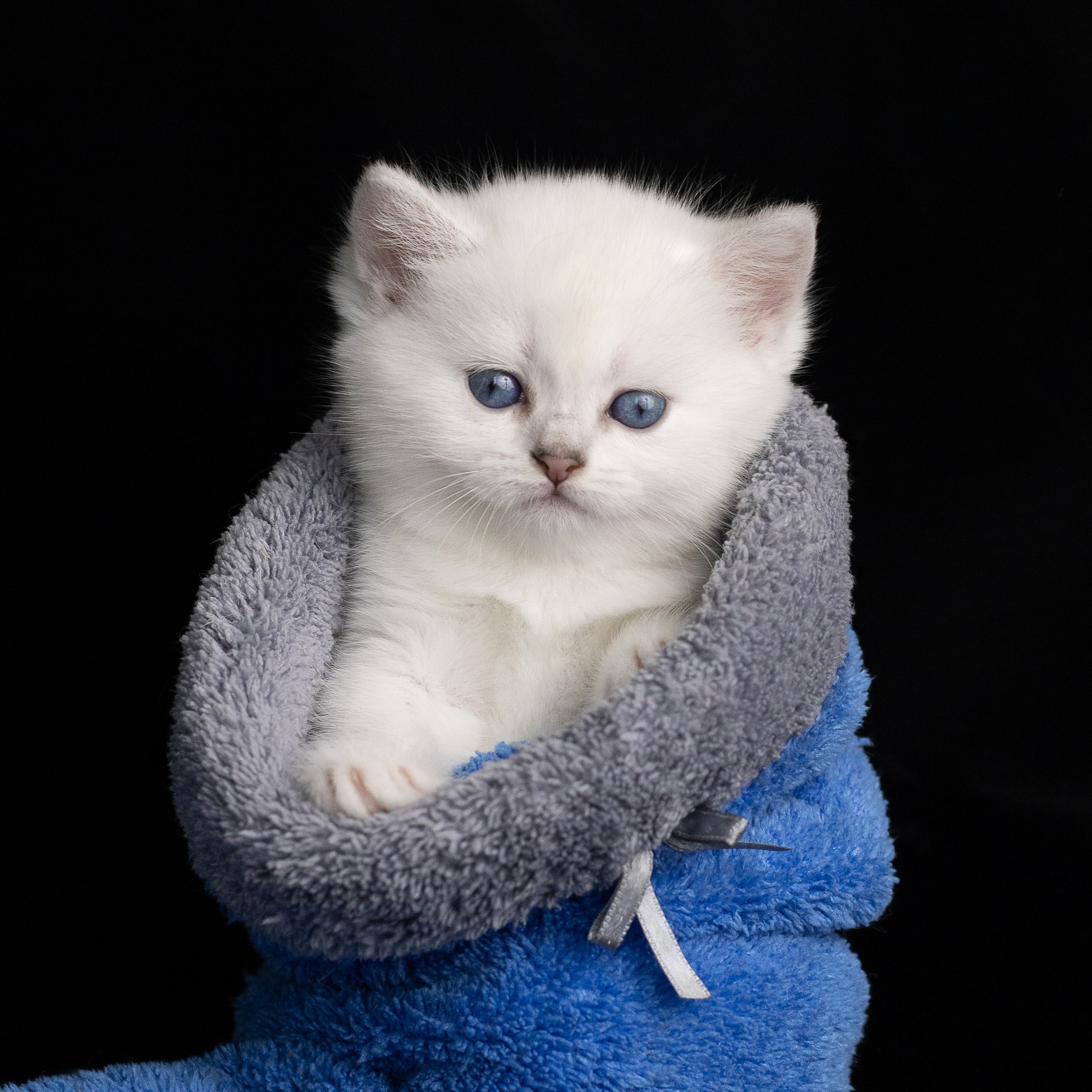 Крук вокруг - фотографии природы и животных. Фотограф в Москве Катарина Крук