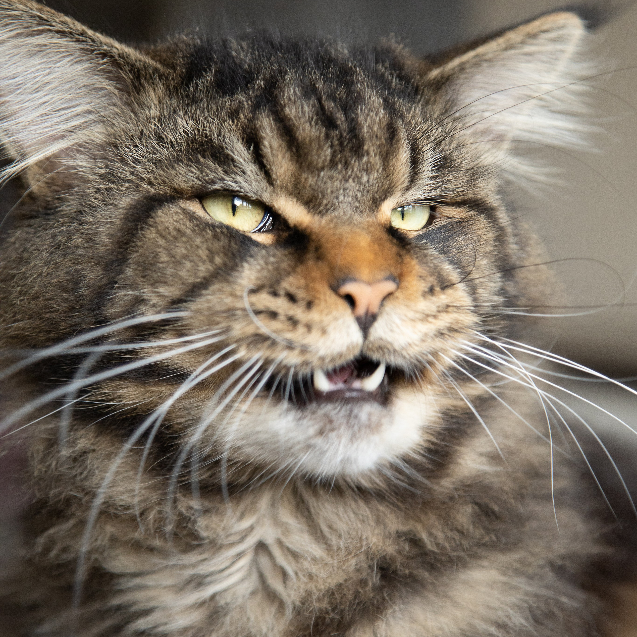 Крук вокруг - фотографии природы и животных. Фотограф в Москве Катарина Крук