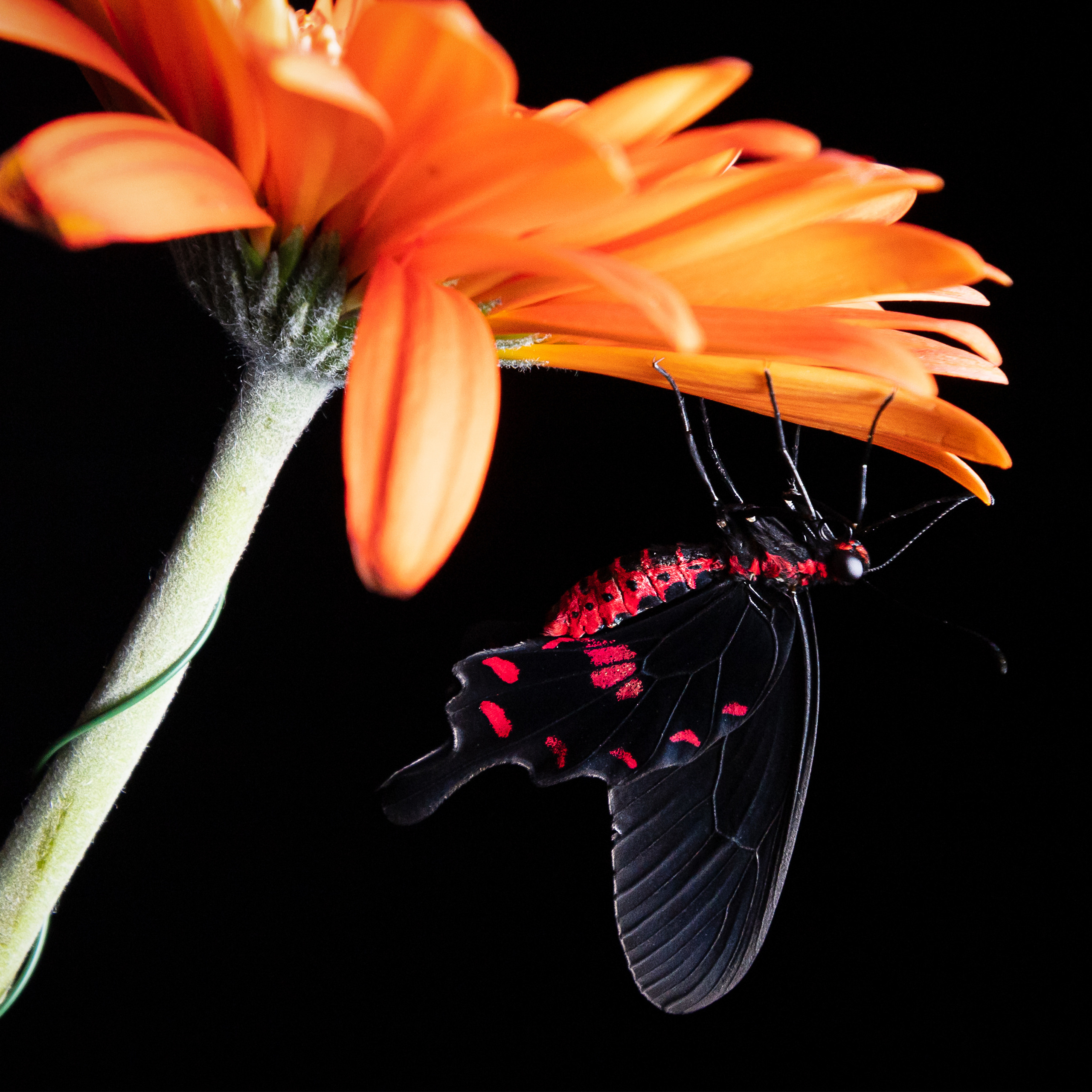 Крук вокруг - фотографии природы и животных. Фотограф в Москве Катарина Крук