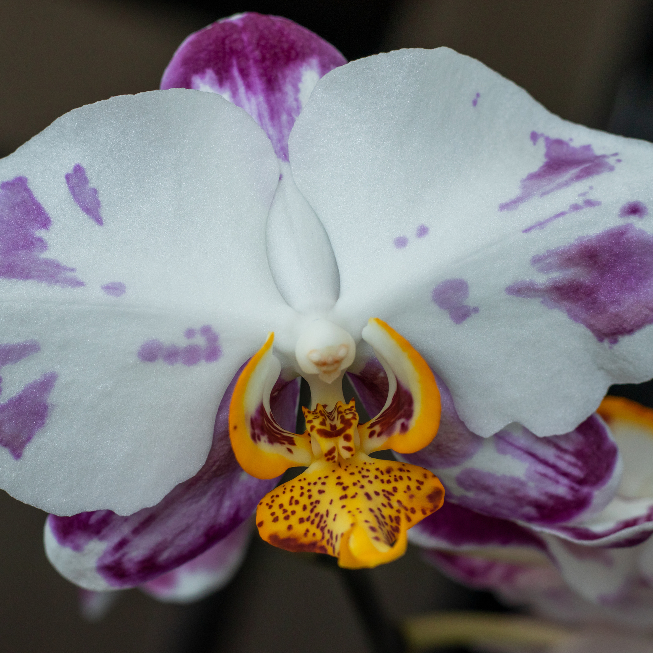 Пятнистый цветок орхидеи