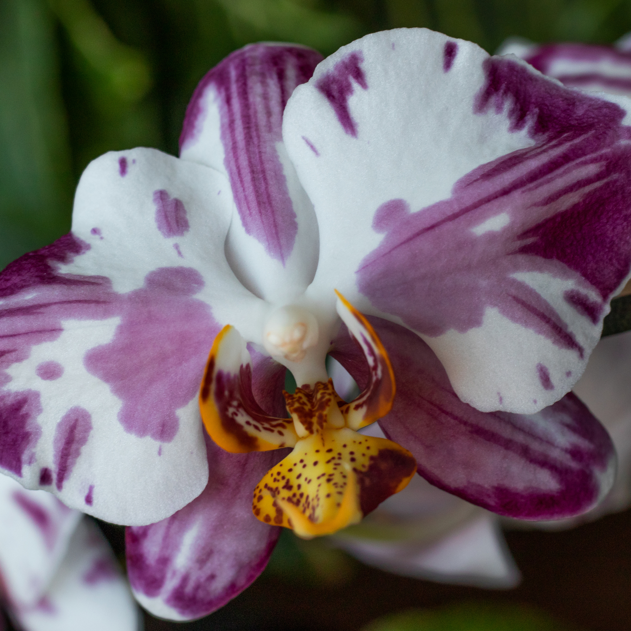 Пятнистый цветок орхидеи